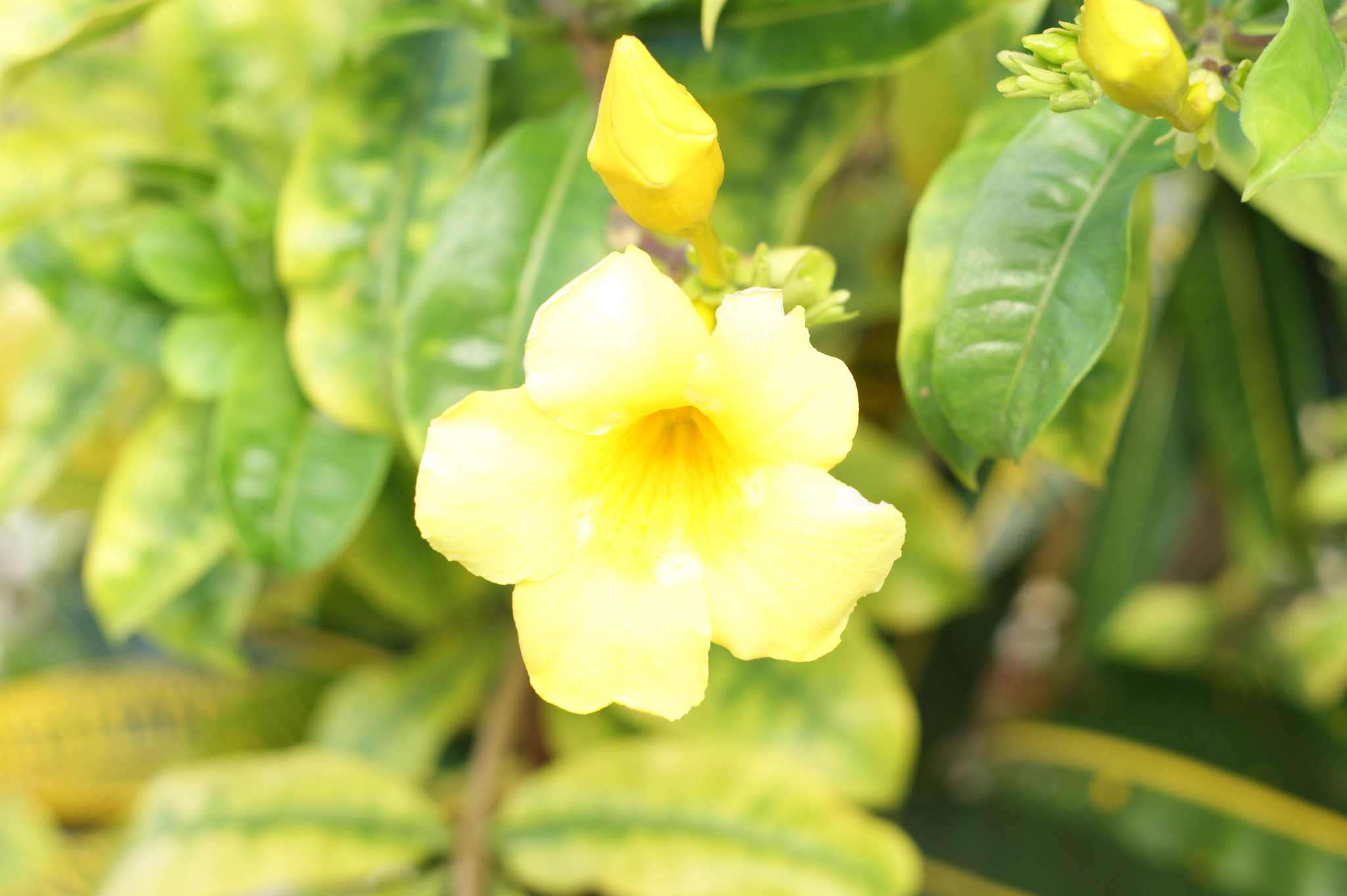 Sony Alpha DSLR-A380 sample photo. Untitled photography