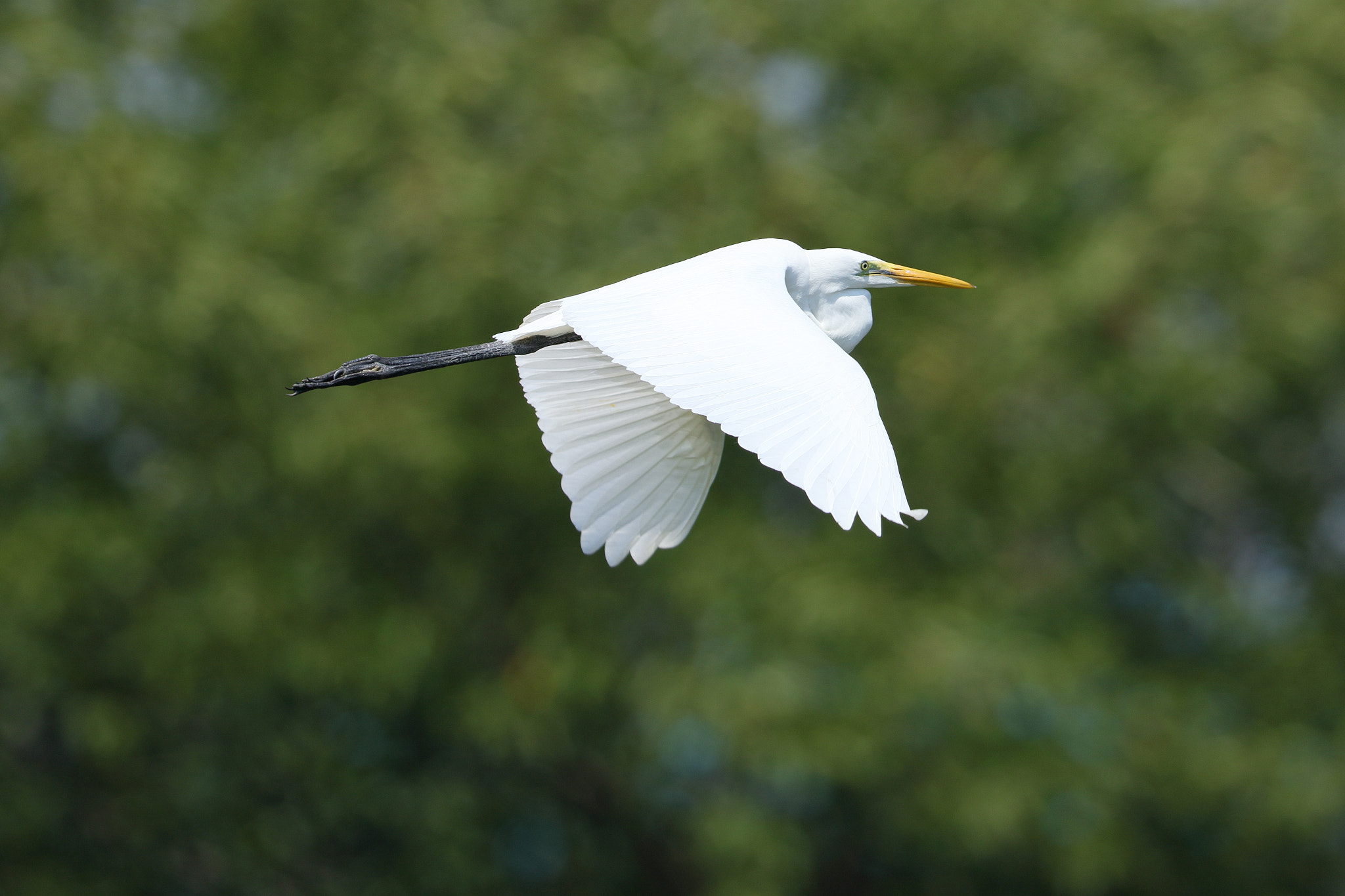Canon EF 600mm F4L IS II USM sample photo. A summer day photography