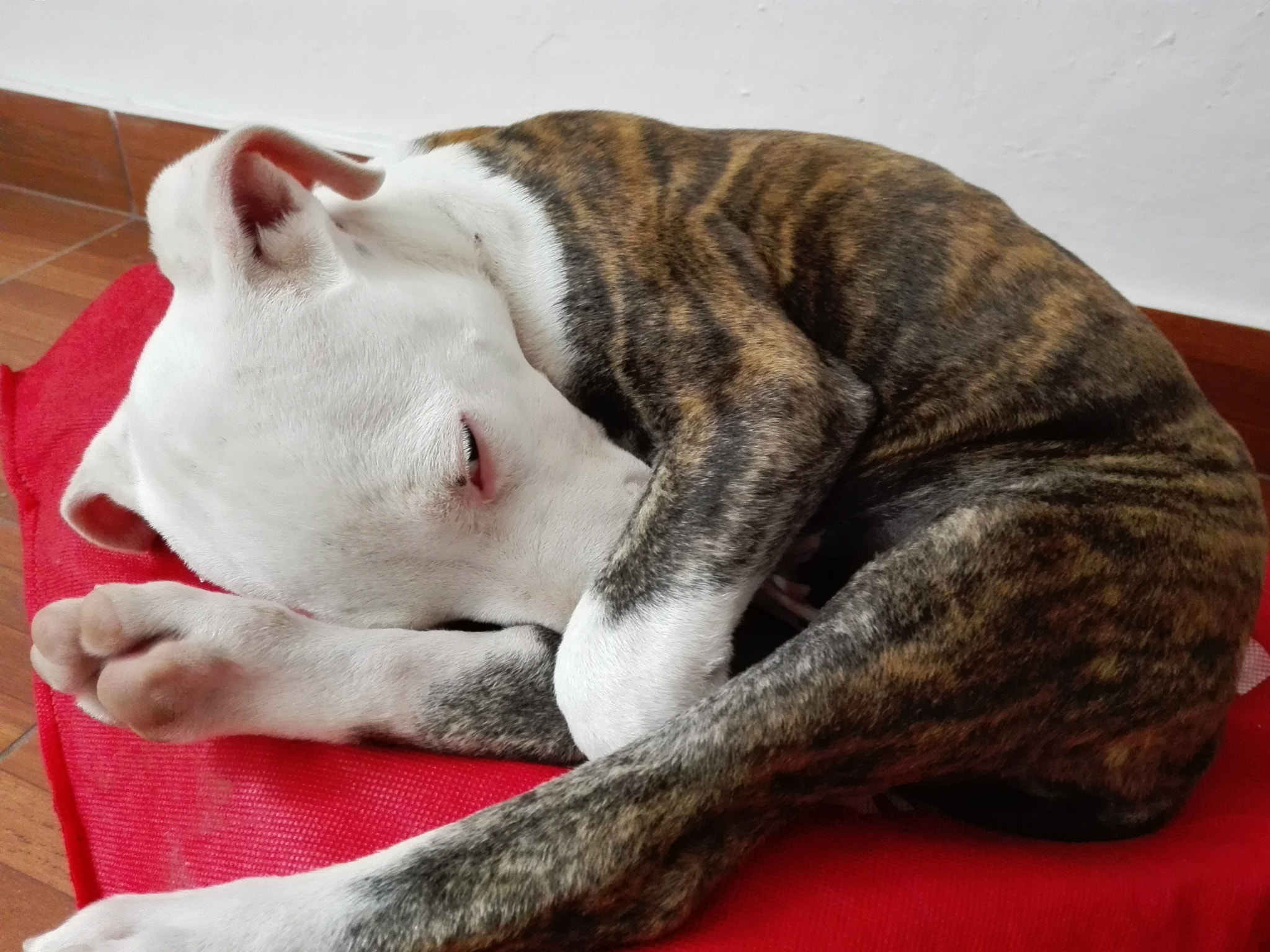 HUAWEI CHC-U03 sample photo. Mi perro photography