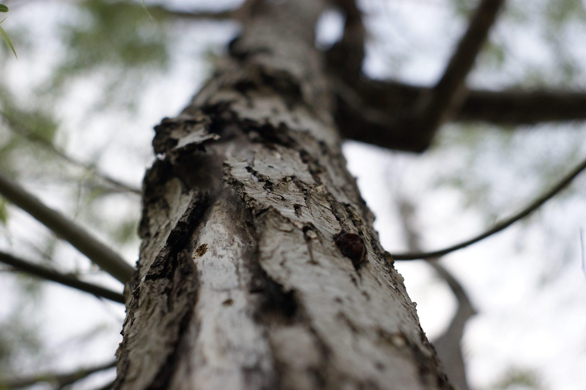 Sony Alpha DSLR-A380 sample photo
