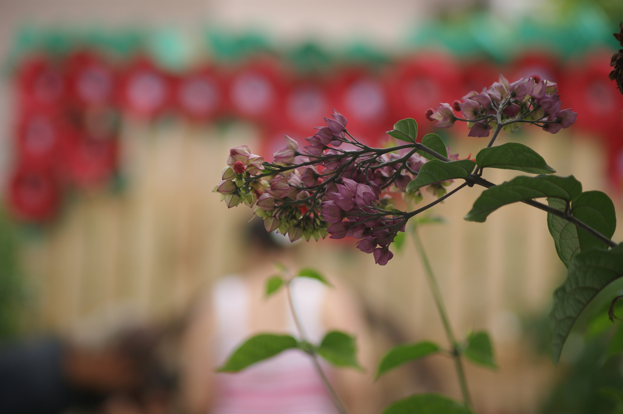 Sony Alpha DSLR-A380 sample photo