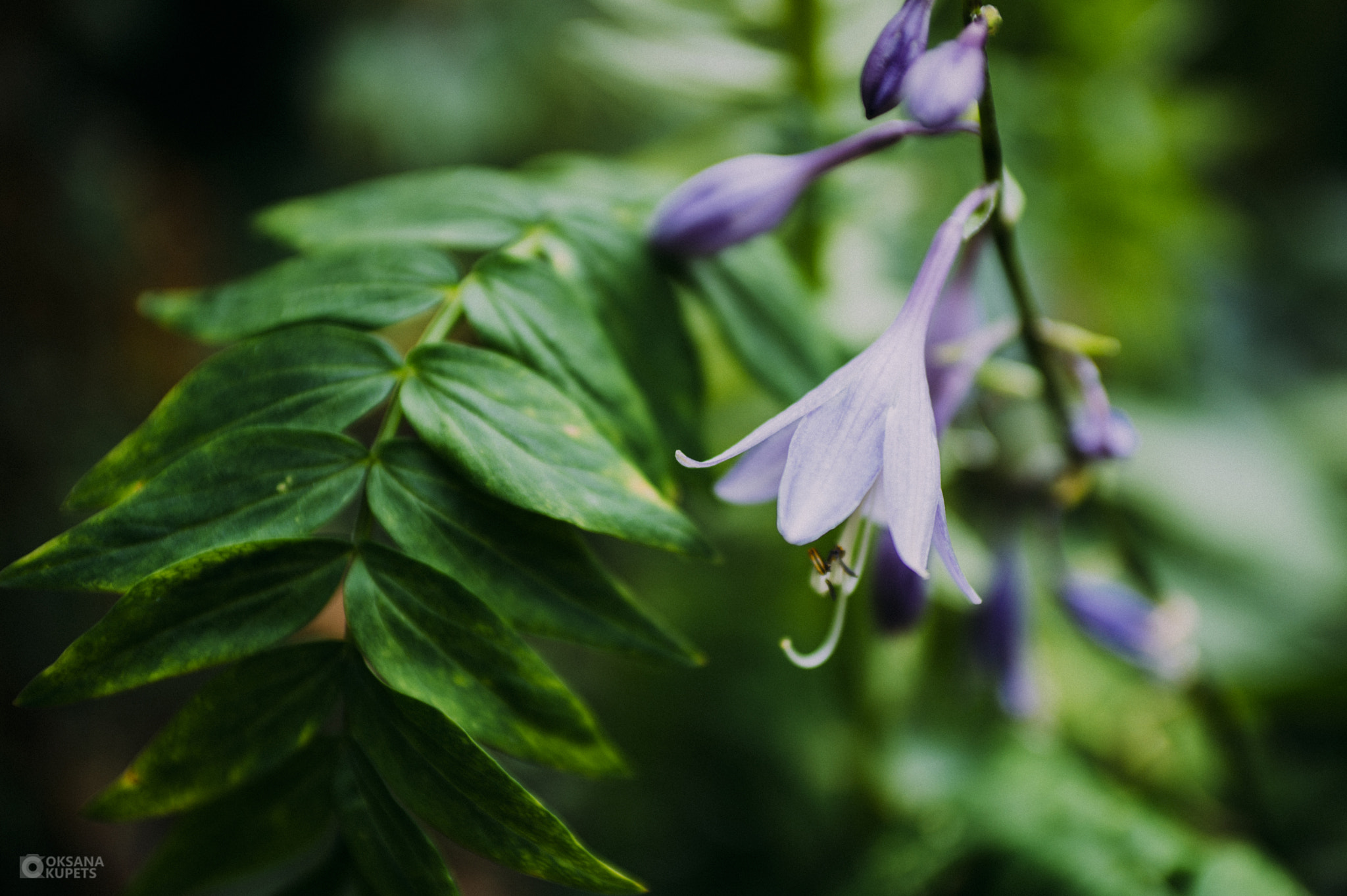 Nikon D600 + AF Zoom-Nikkor 35-70mm f/2.8D sample photo. Good morning!.jpg photography