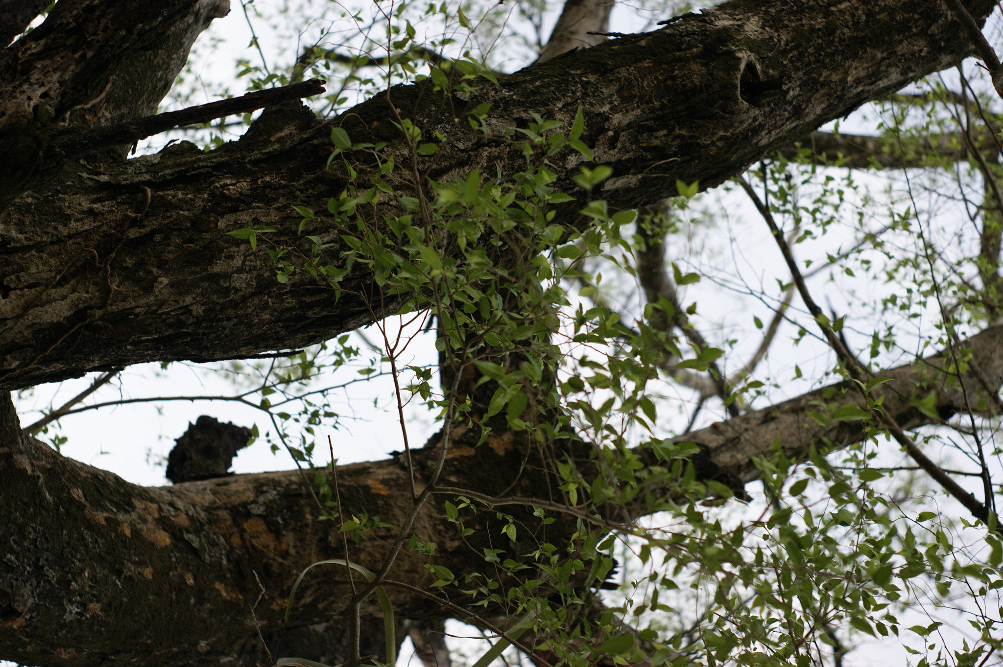 Sony Alpha DSLR-A380 sample photo
