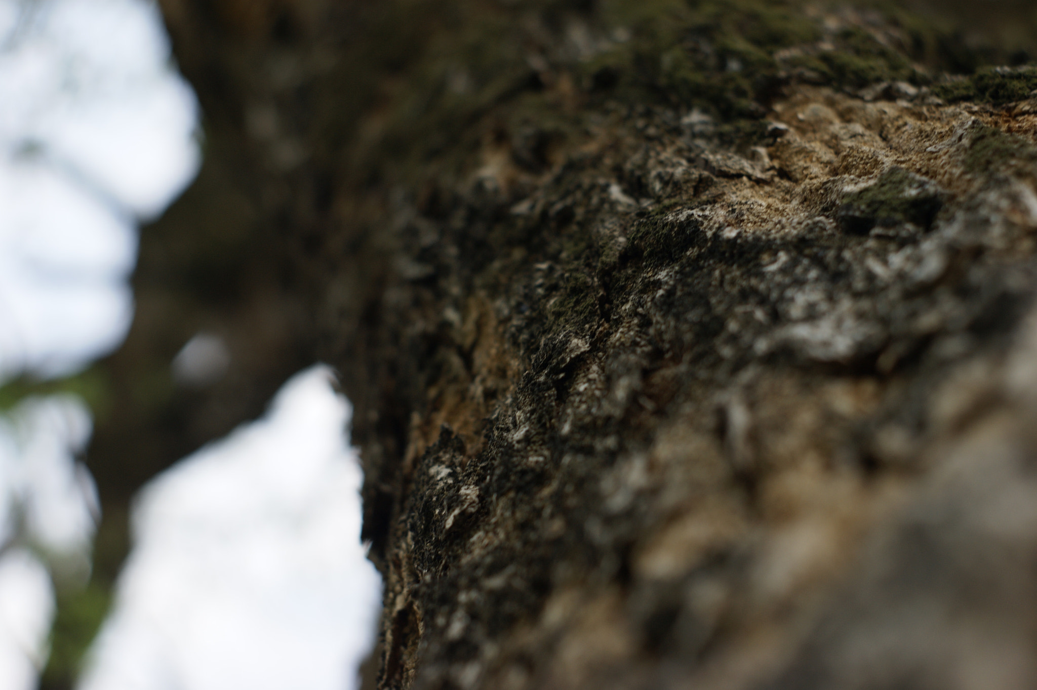 Sony Alpha DSLR-A380 sample photo