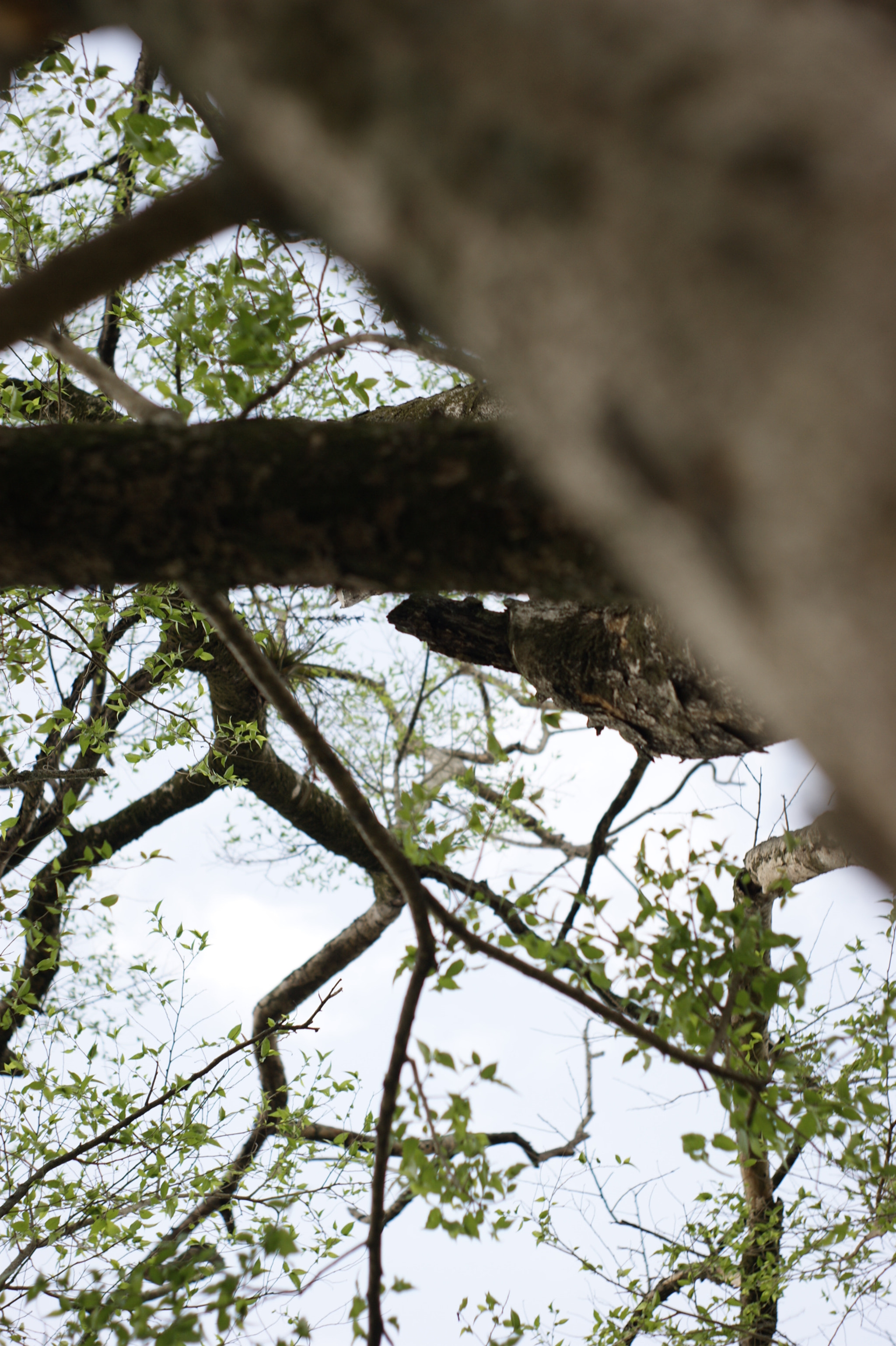 Sony Alpha DSLR-A380 sample photo. Untitled photography