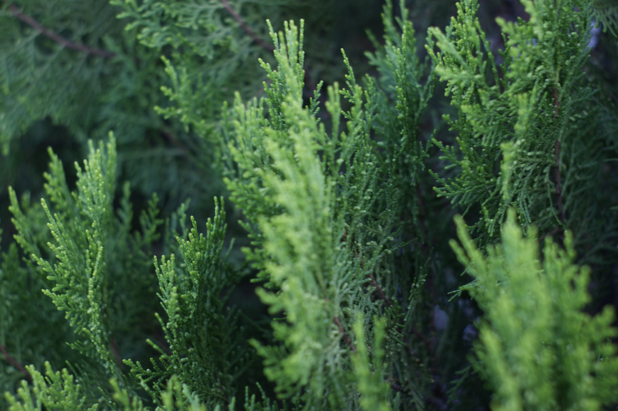 Sony Alpha DSLR-A380 sample photo. Pine leaves photography