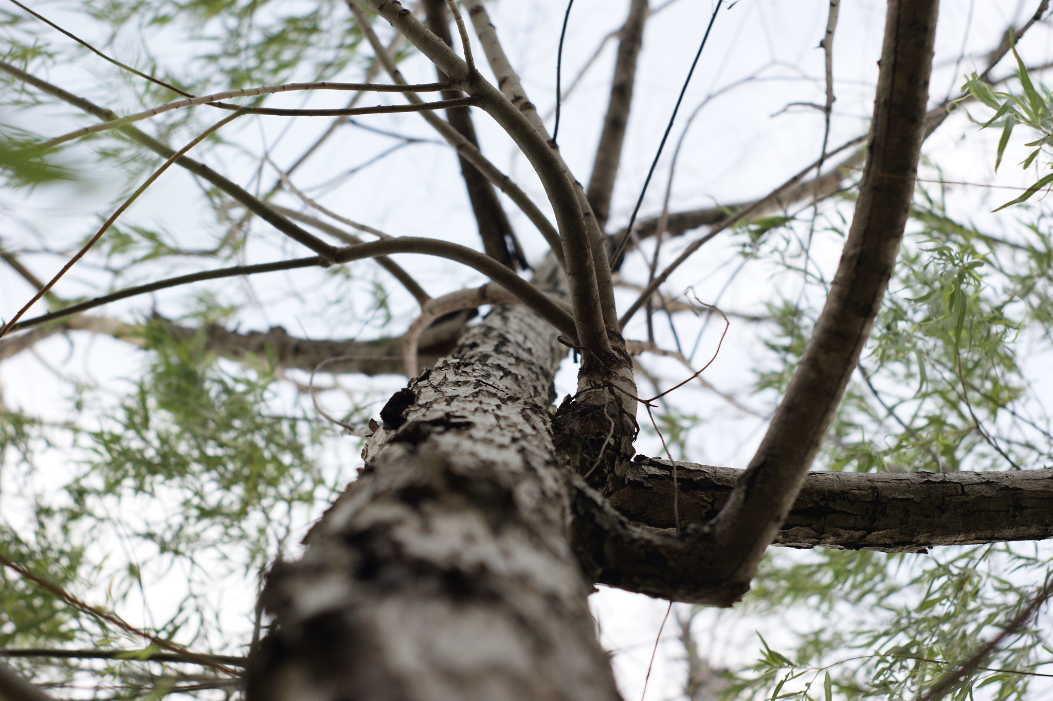 Sony Alpha DSLR-A380 sample photo. Tree blur photography