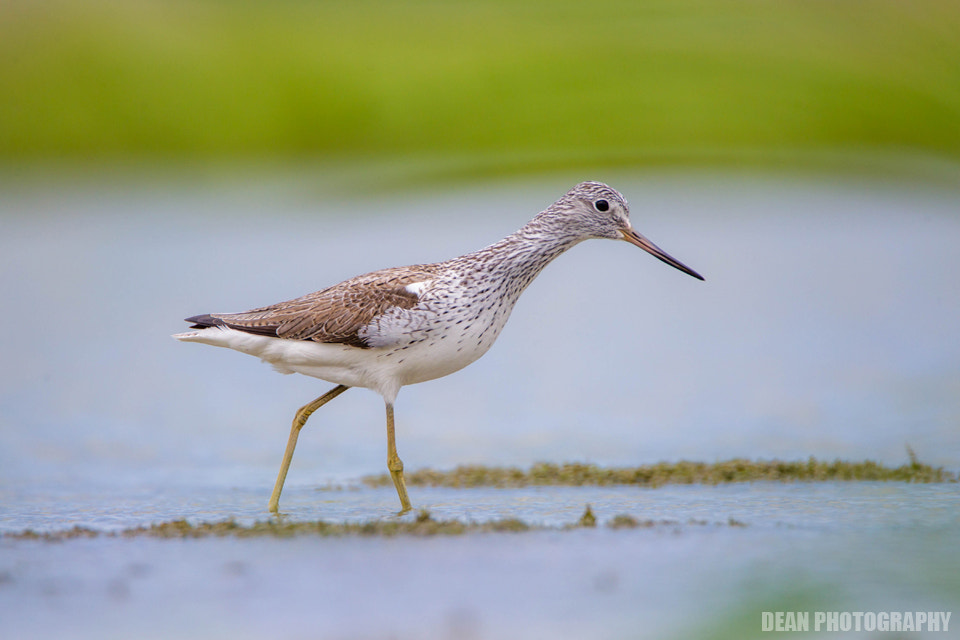 Canon EOS-1D Mark IV sample photo. Foraging photography