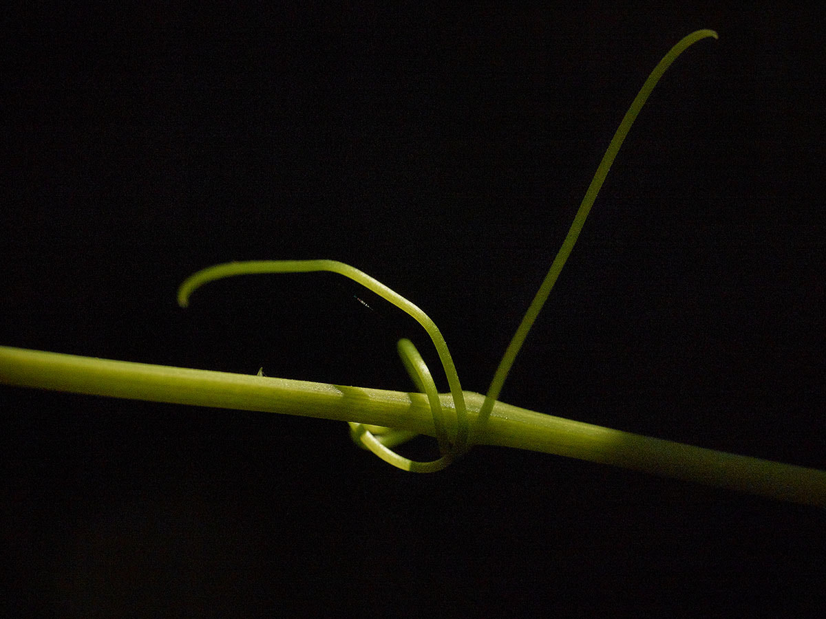 Phase One IQ260 sample photo. A young cissus branch catching up the first light of the day ! photography