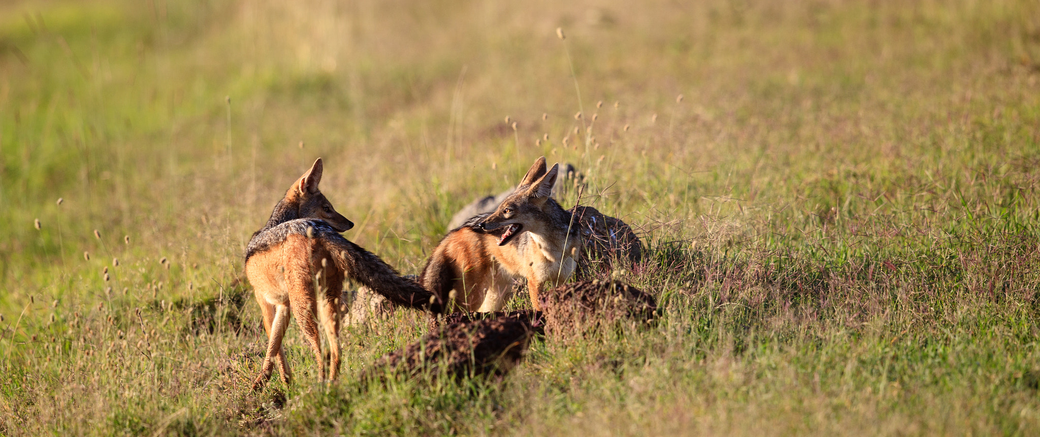 Canon EF 500mm F4L IS II USM sample photo. Jackals photography