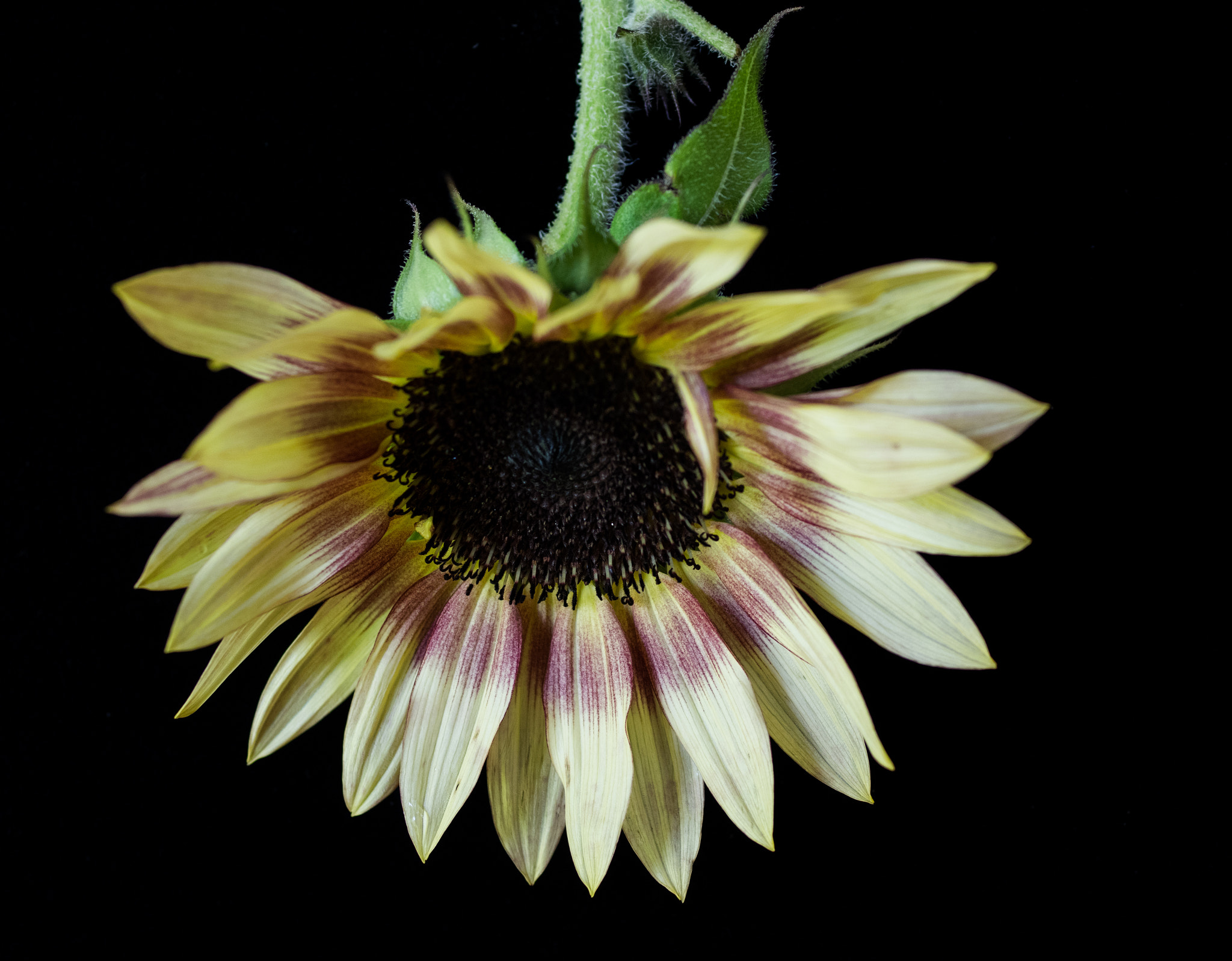 smc PENTAX-FA Macro 50mm F2.8 sample photo. Sunflower photography