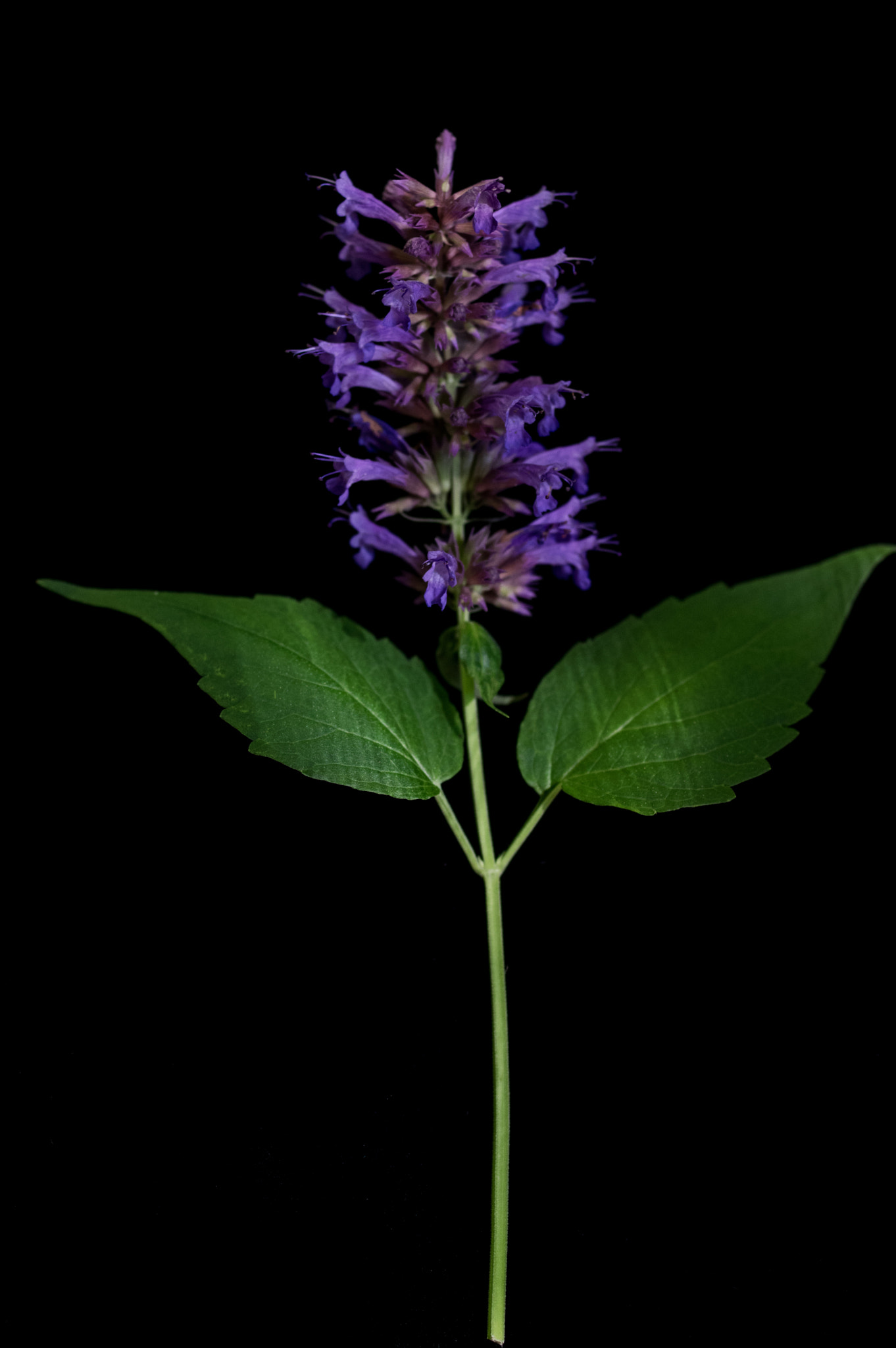 Pentax K-3 sample photo. Agastache photography