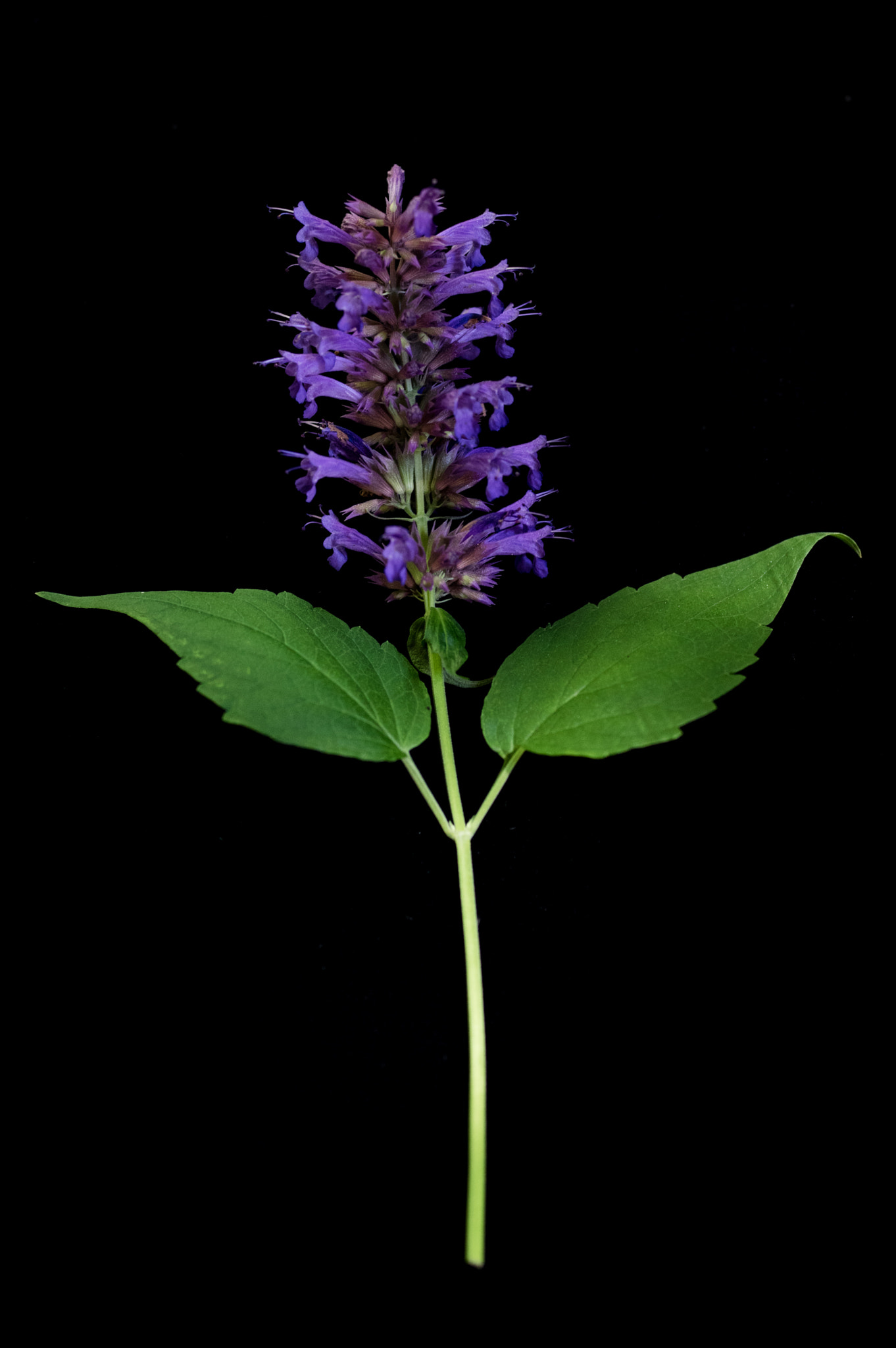 Pentax K-3 sample photo. Agastache photography