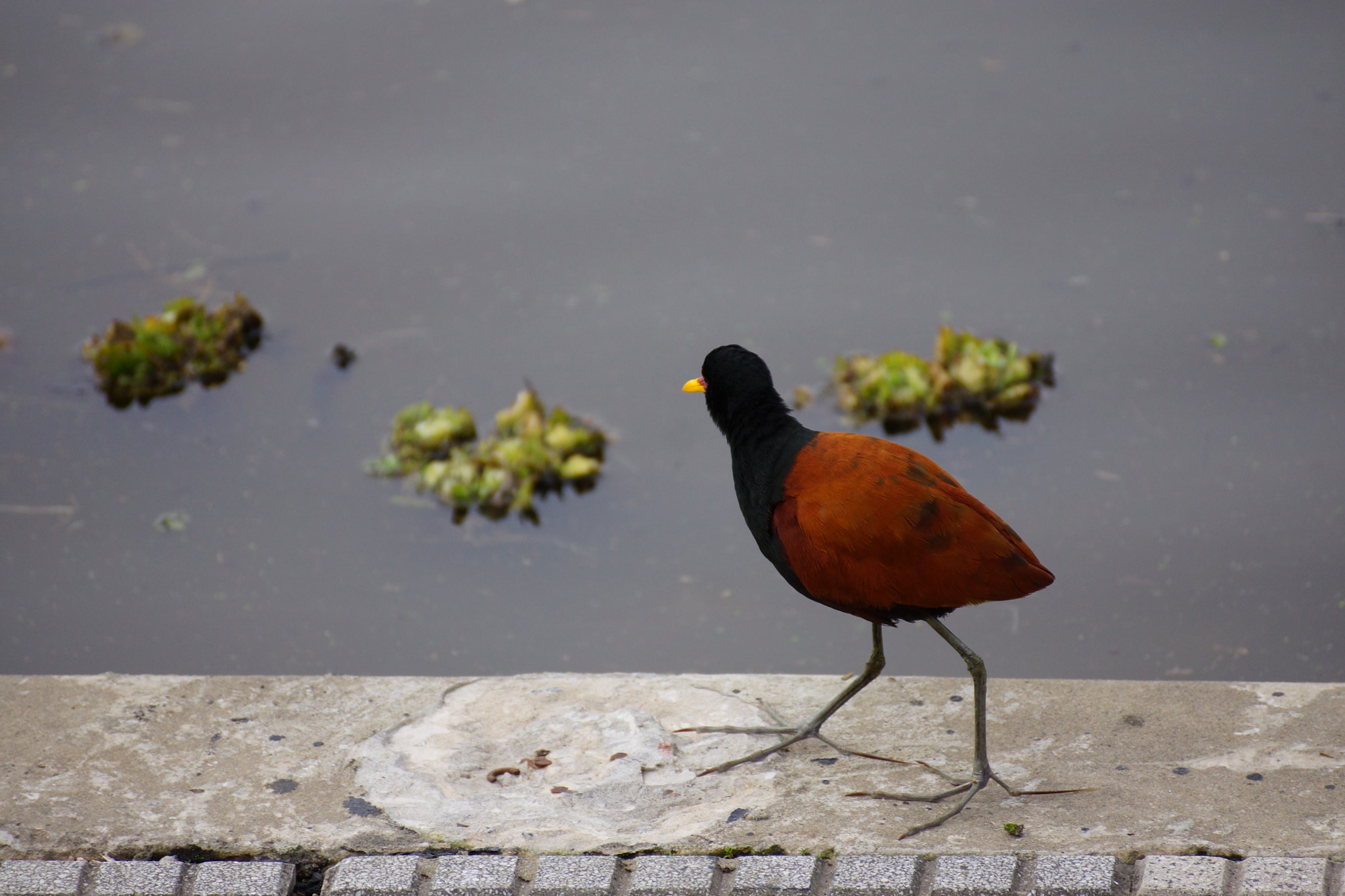 Sony DT 55-300mm F4.5-5.6 SAM sample photo. Swamp bird photography