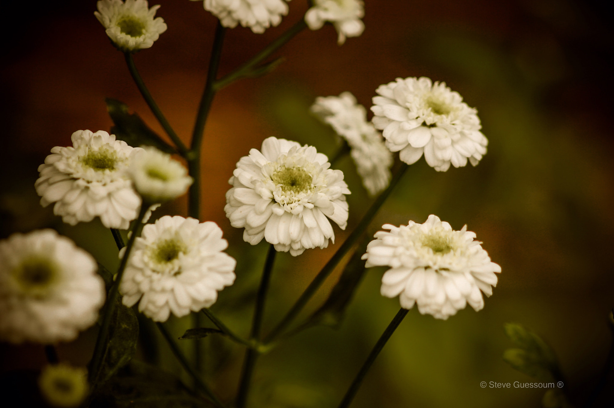 Sigma 50mm f/1.4 EX DG HSM + 1.4x sample photo
