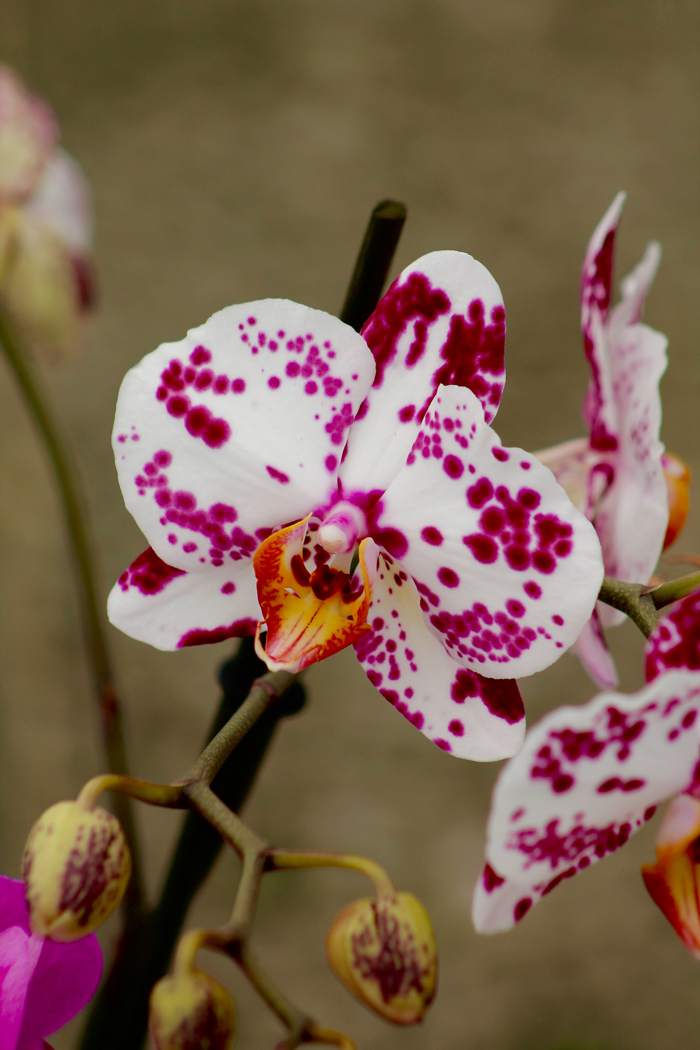 Canon EF75-300mm f/4-5.6 USM sample photo. Flowers from mexico photography