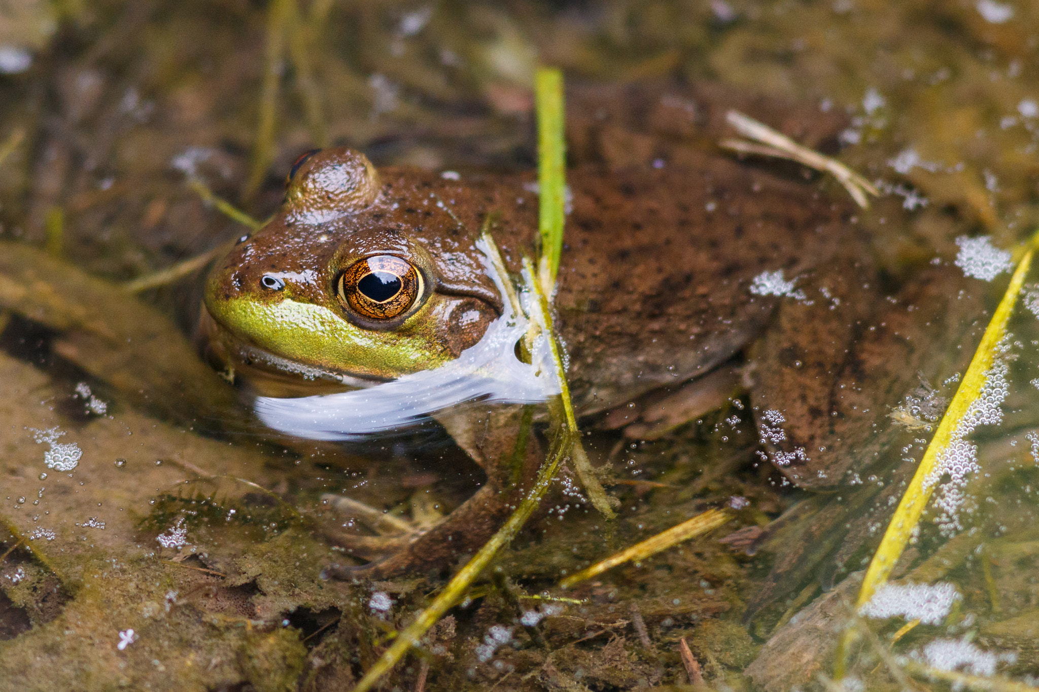 Canon EOS 70D + Canon EF 300mm F4L IS USM sample photo. Neighborhood frog photography