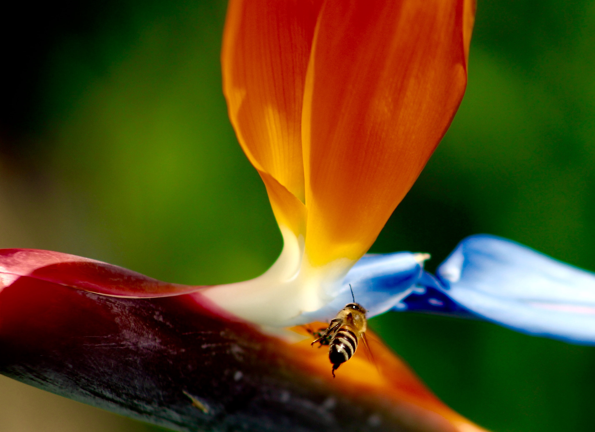 Canon EF75-300mm f/4-5.6 USM sample photo. A bee to her flower photography