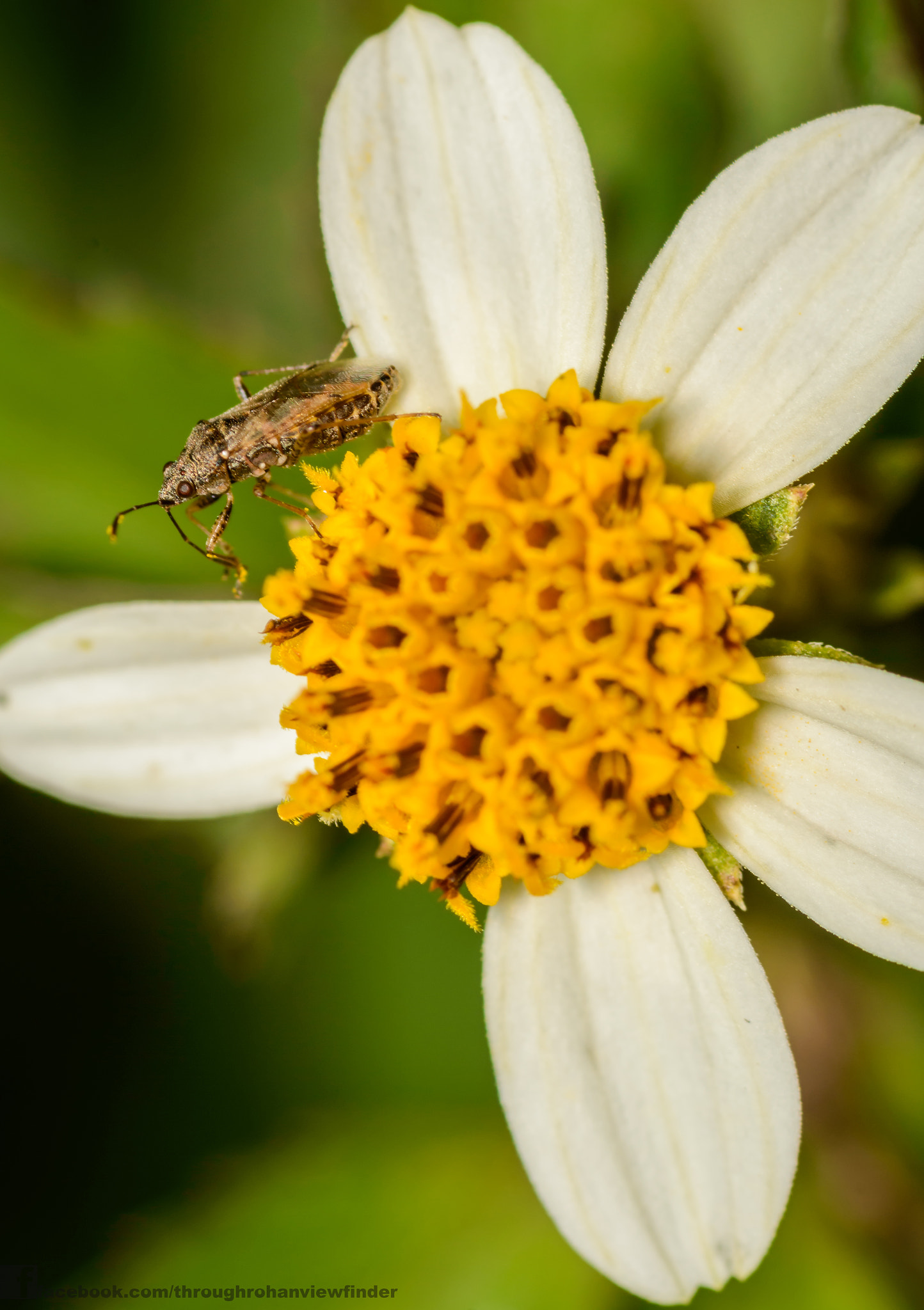 Nikon D3200 + AF Micro-Nikkor 105mm f/2.8 sample photo. Bug on a flower photography