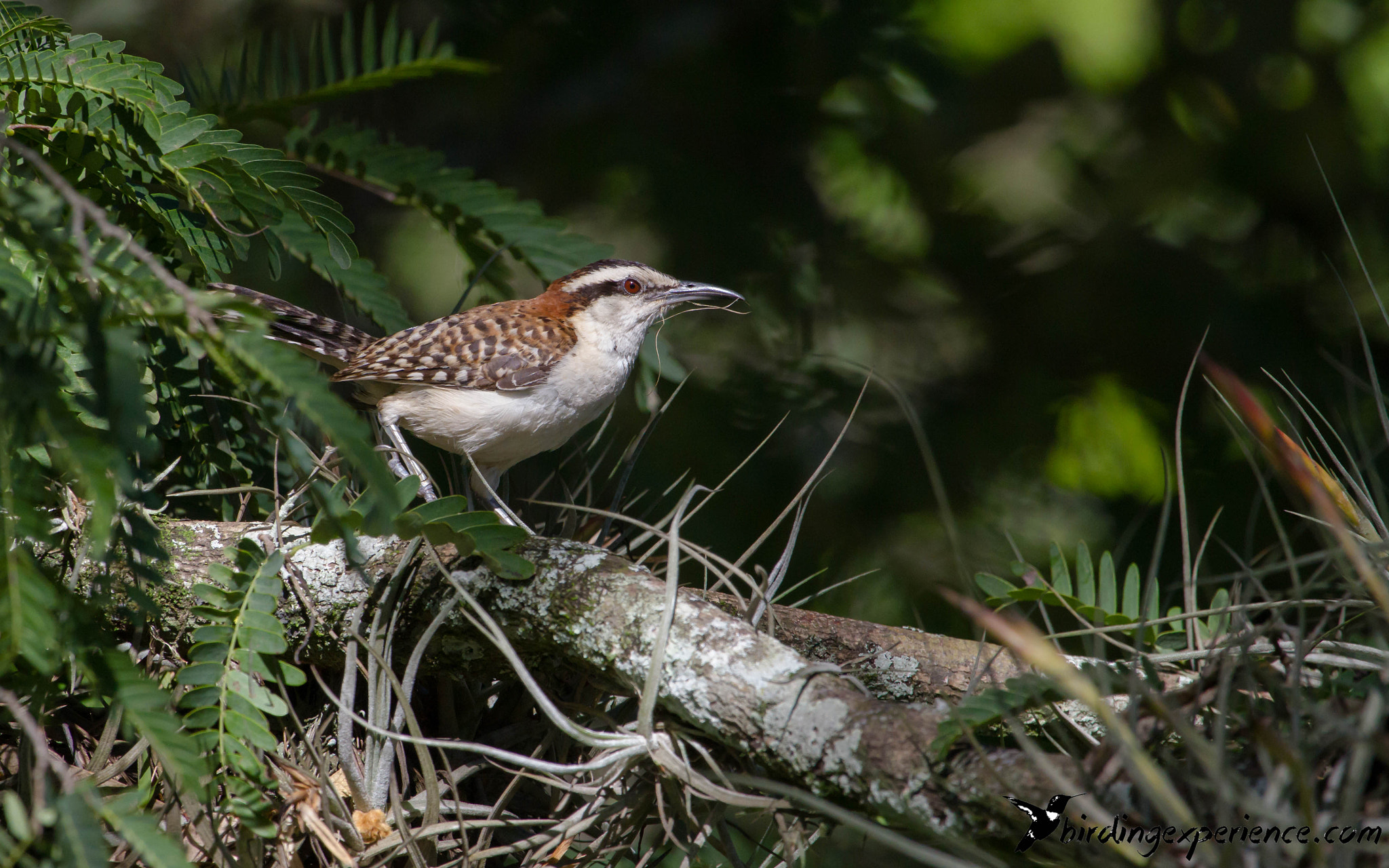 Canon EF 100-400mm F4.5-5.6L IS USM sample photo. Rufous-naped wren (campylorhynchus rufinucha) photography