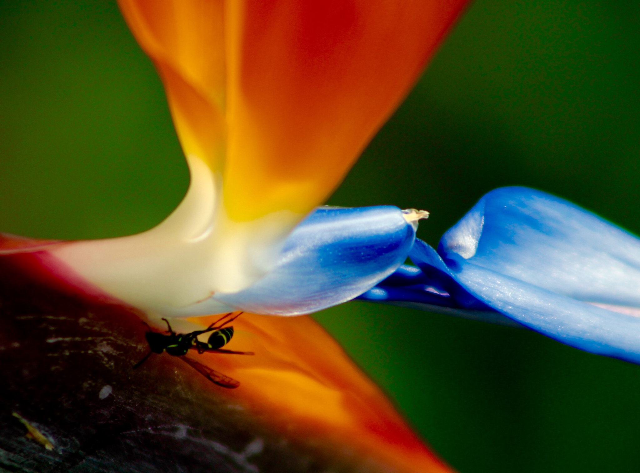 Canon EF75-300mm f/4-5.6 USM sample photo. Insect to his flower photography