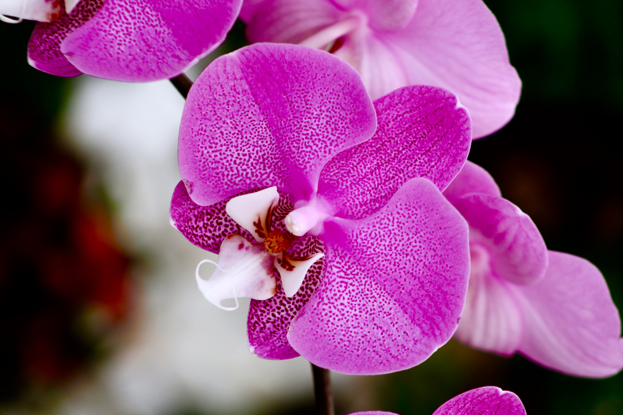 Canon EF75-300mm f/4-5.6 USM sample photo. Orchid photography