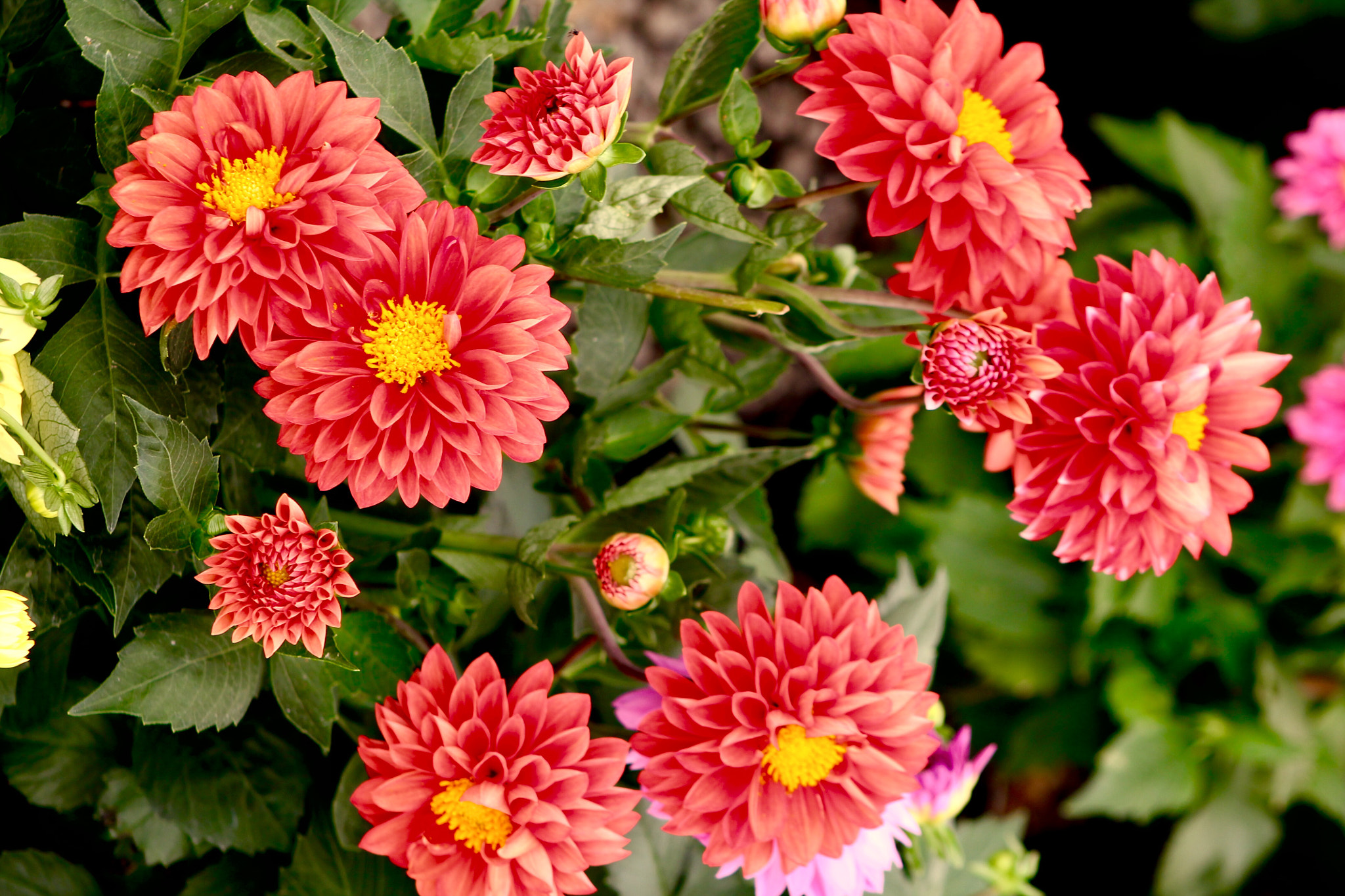 Canon EF75-300mm f/4-5.6 USM sample photo. Orange flowers photography