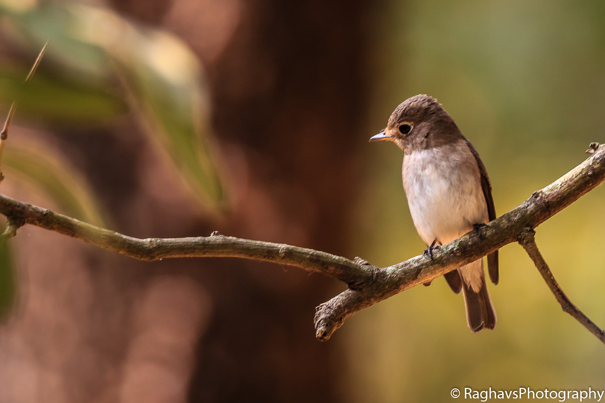 Tamron SP 150-600mm F5-6.3 Di VC USD sample photo. No pose photography