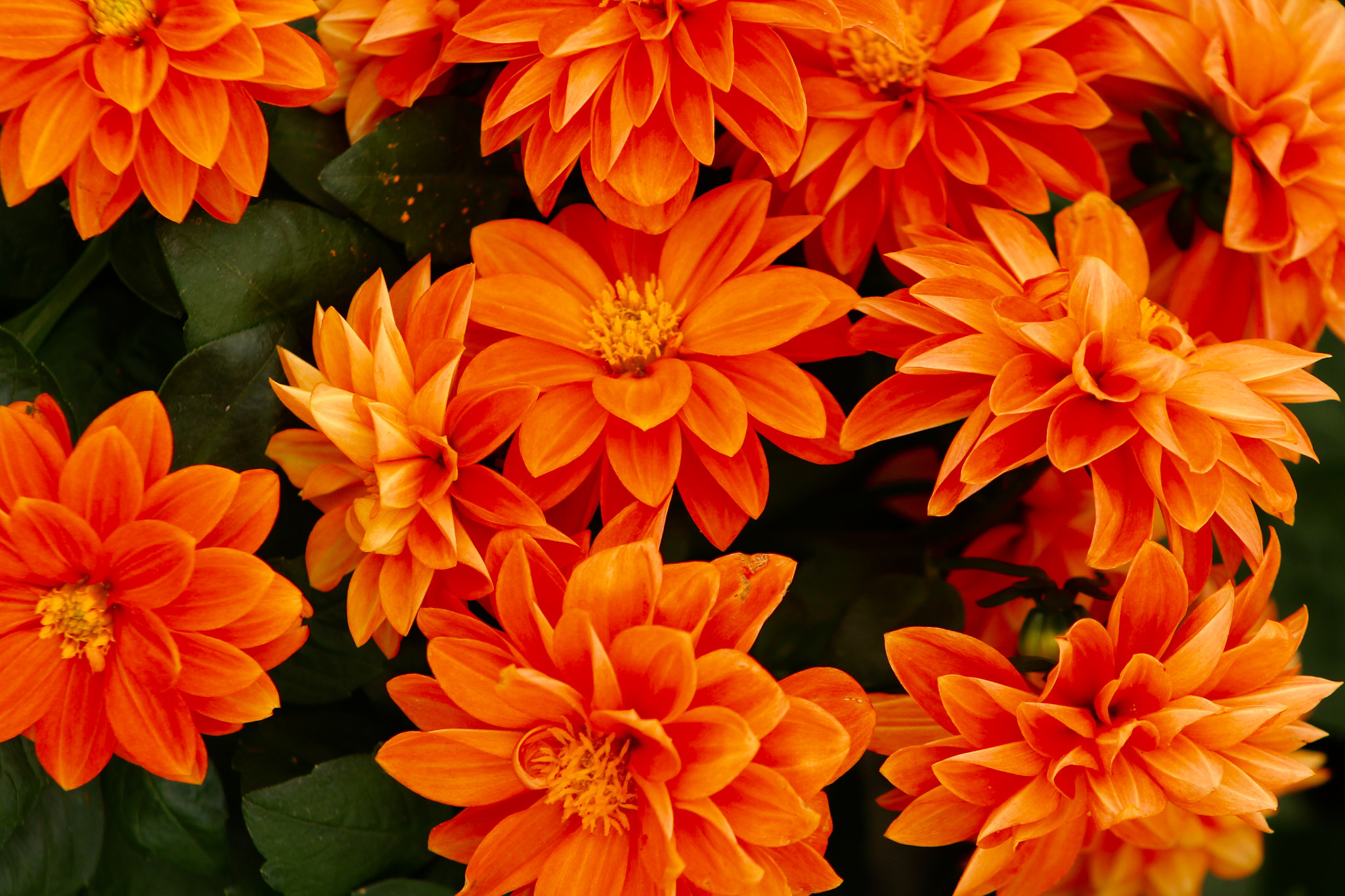 Canon EF75-300mm f/4-5.6 USM sample photo. Orange flowers photography