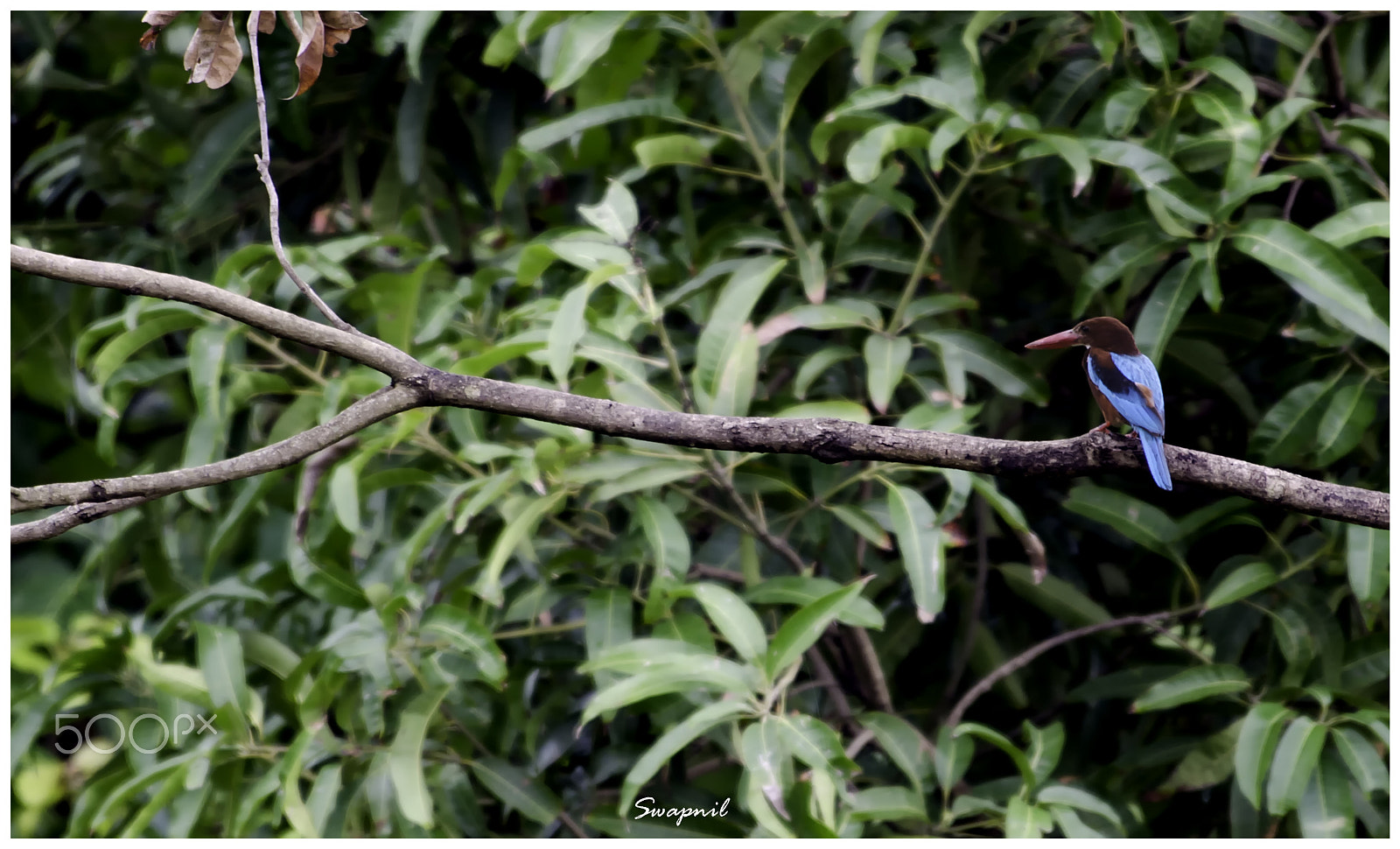 Nikon AF-S Nikkor 200-500mm F5.6E ED VR sample photo. Kingfisher photography