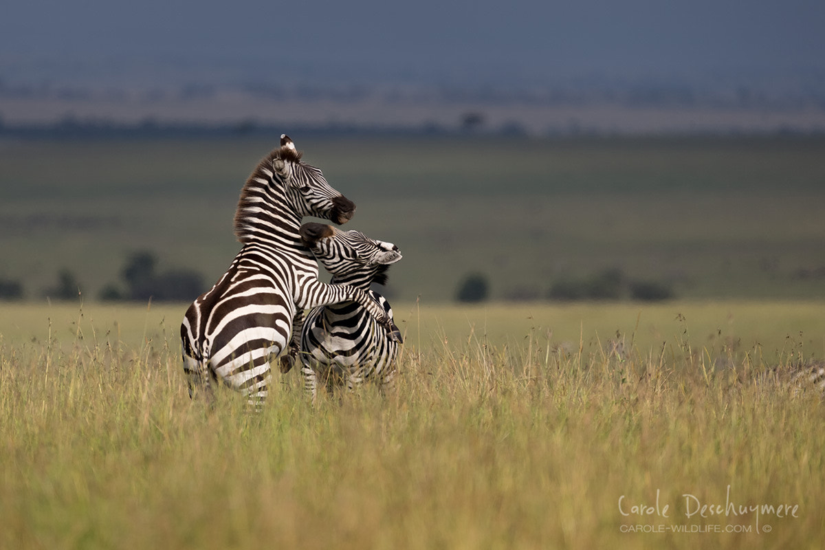 Canon EF 200-400mm F4L IS USM Extender 1.4x sample photo. Male dominance photography
