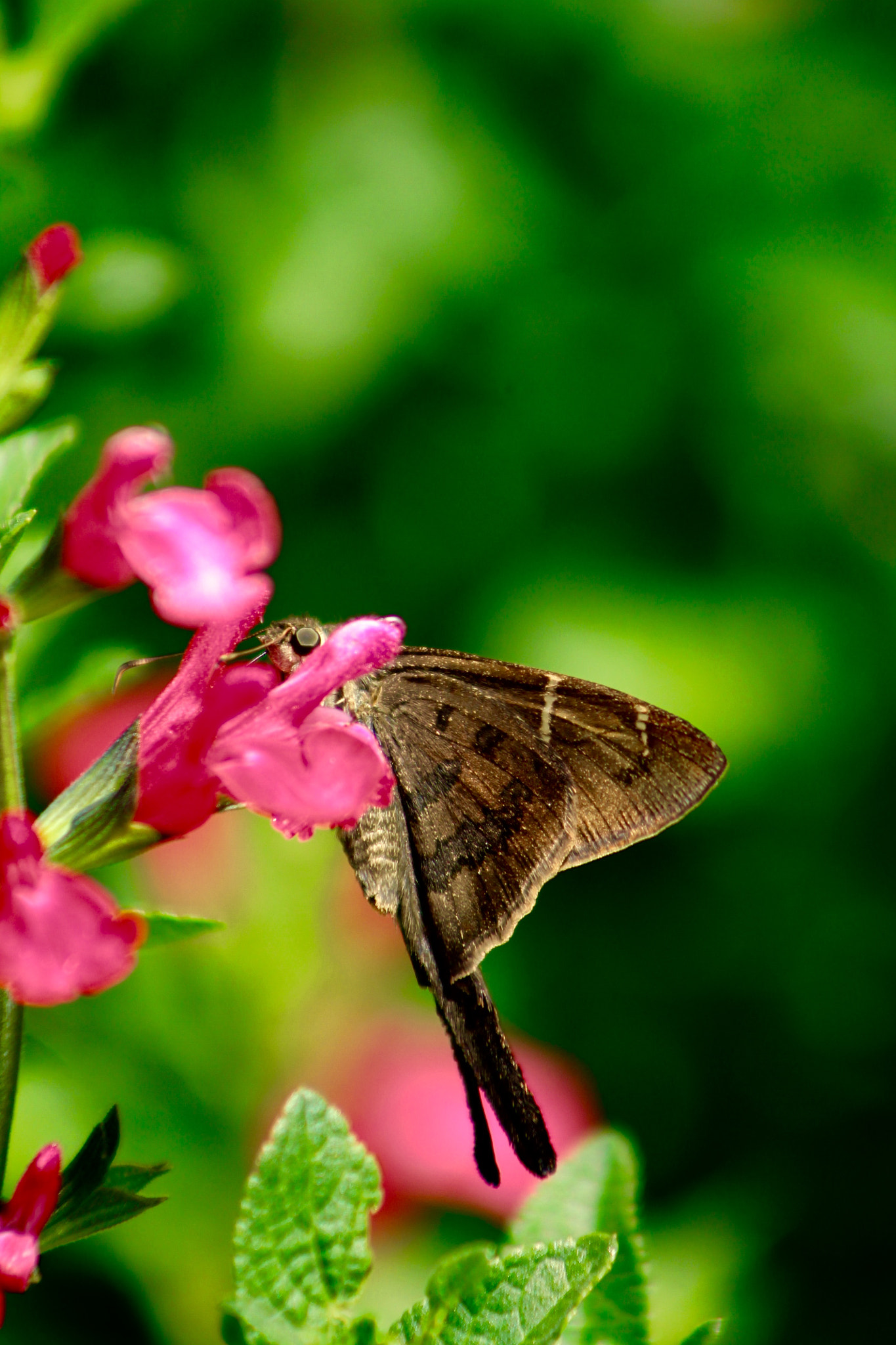 Canon EF75-300mm f/4-5.6 USM sample photo. Butterfly photography