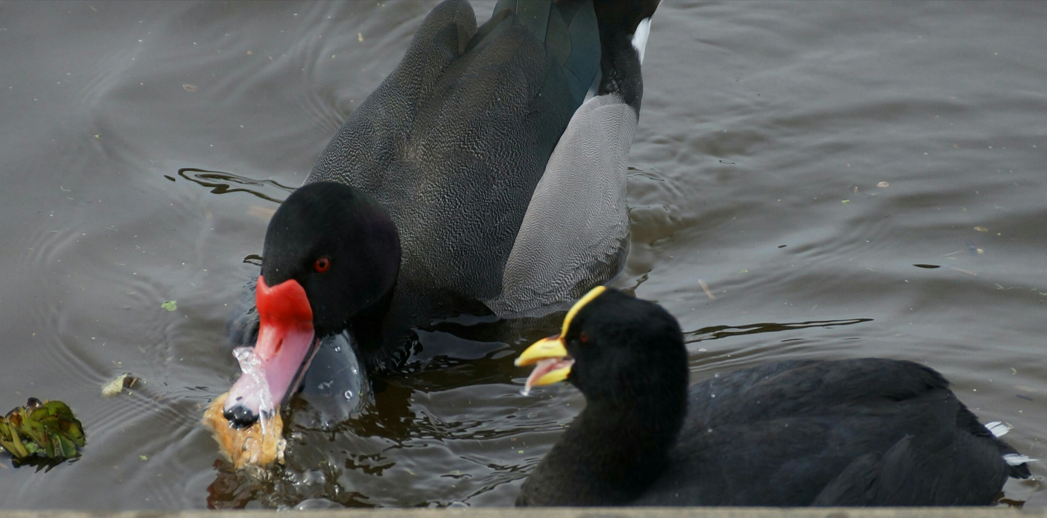 Sony DT 55-300mm F4.5-5.6 SAM sample photo. Friends or fowl? photography