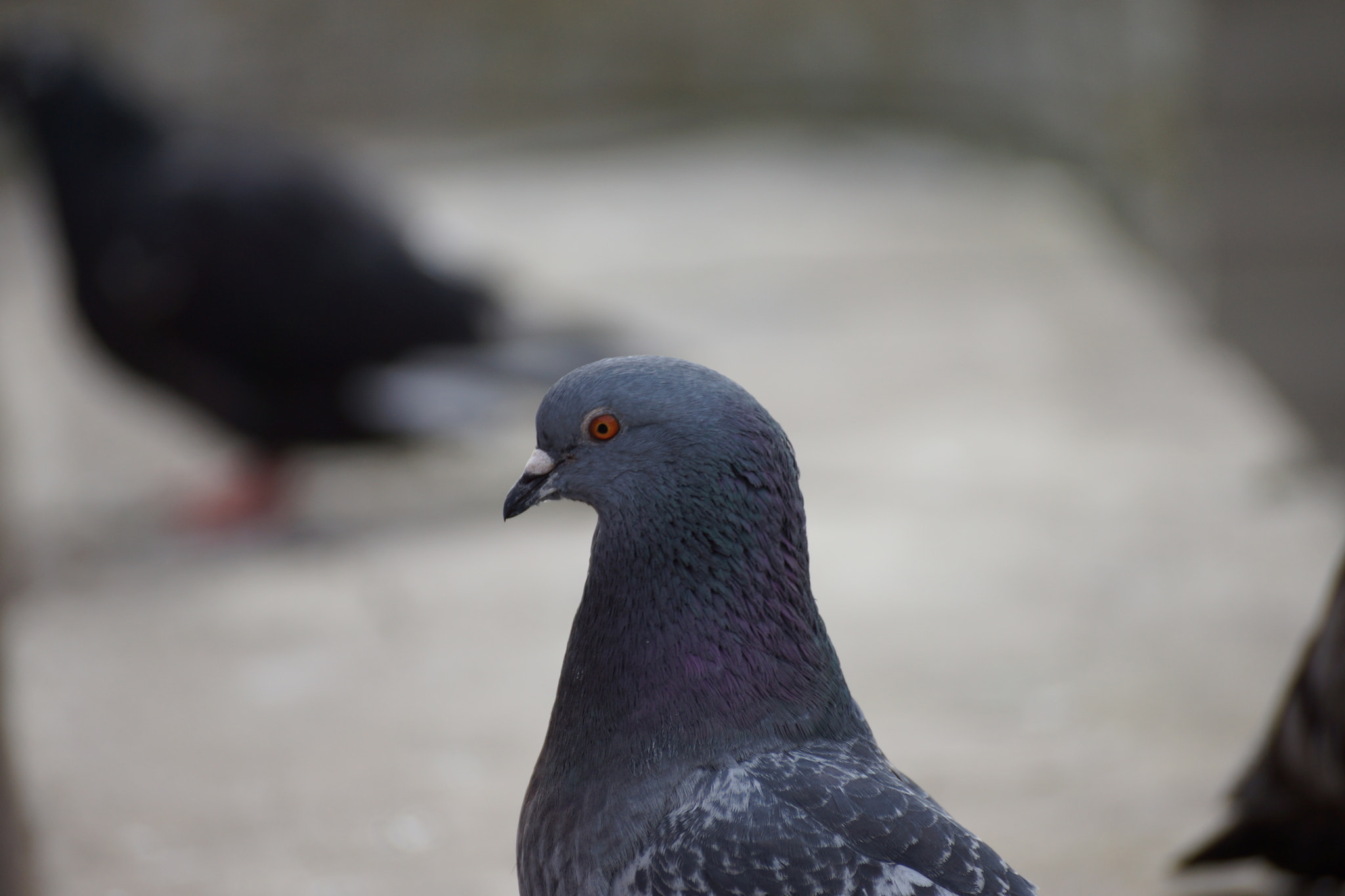 Sony DT 55-300mm F4.5-5.6 SAM sample photo. Pidgeon head photography