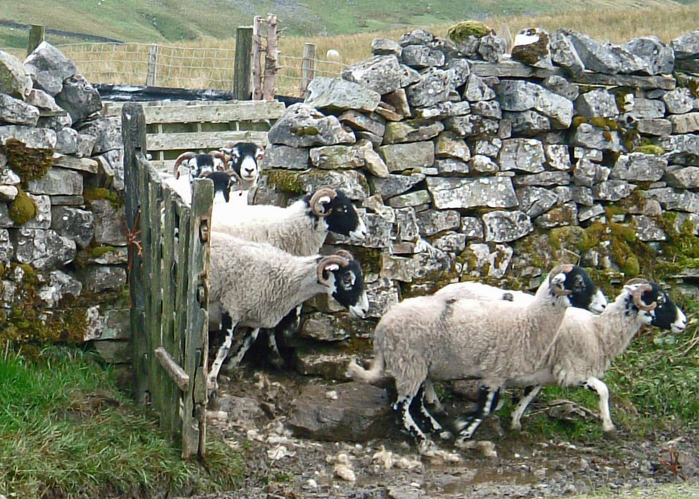 Fujifilm FinePix F401 sample photo. Sheep escape photography