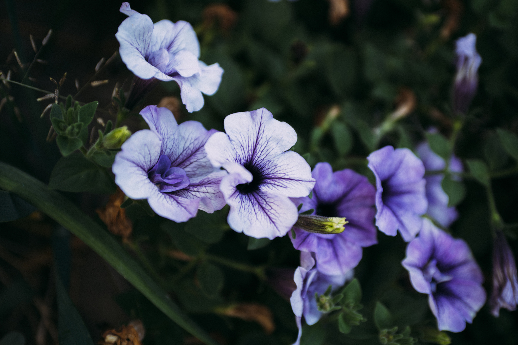 Nikon D600 + AF Zoom-Nikkor 35-70mm f/2.8D sample photo. ..jpg photography