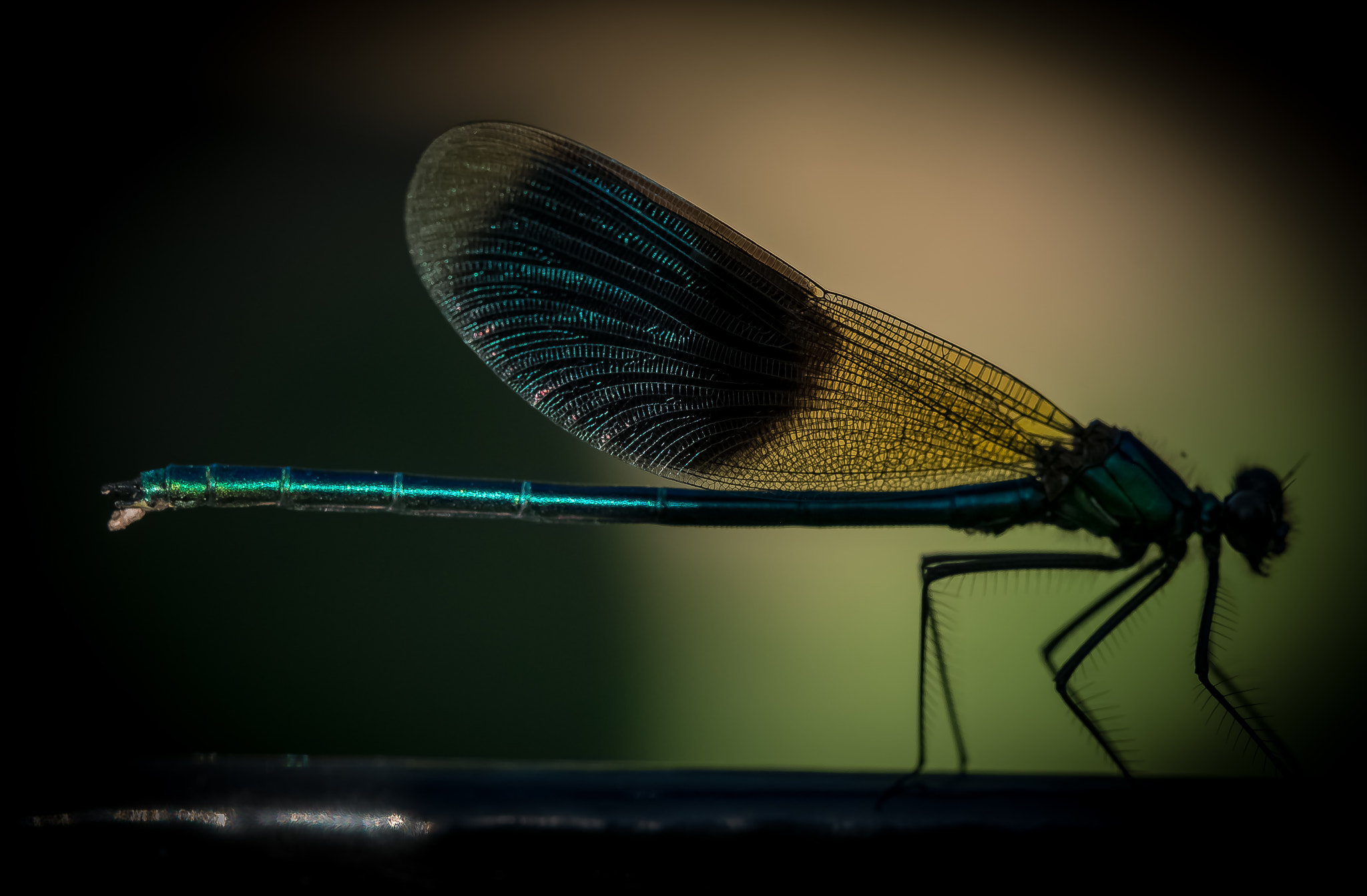 Fujifilm X-Pro1 + Fujifilm XF 60mm F2.4 R Macro sample photo. Libellule photography