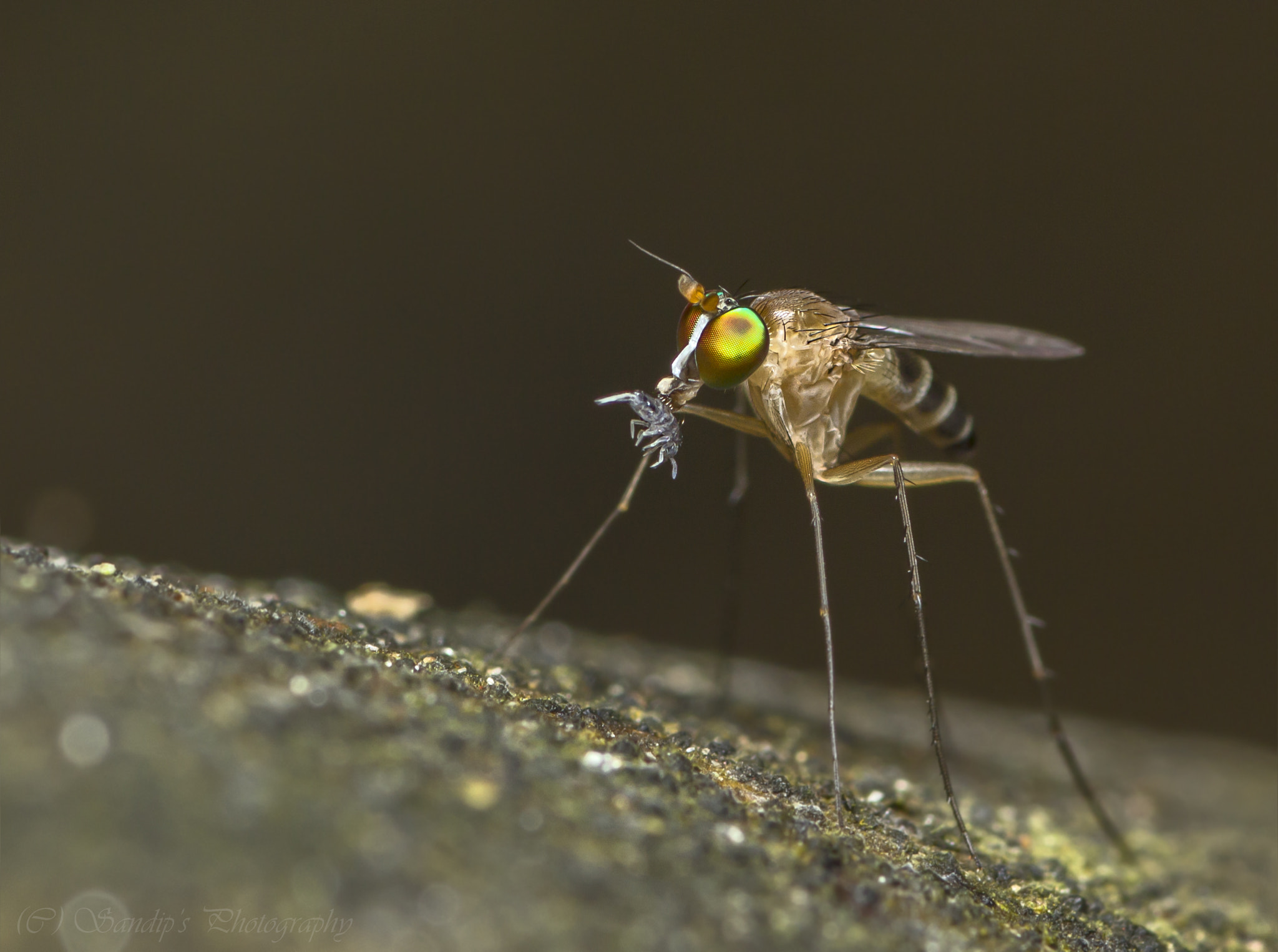 Canon EOS 600D (Rebel EOS T3i / EOS Kiss X5) + Tamron SP AF 90mm F2.8 Di Macro sample photo. Tiny catch.... photography