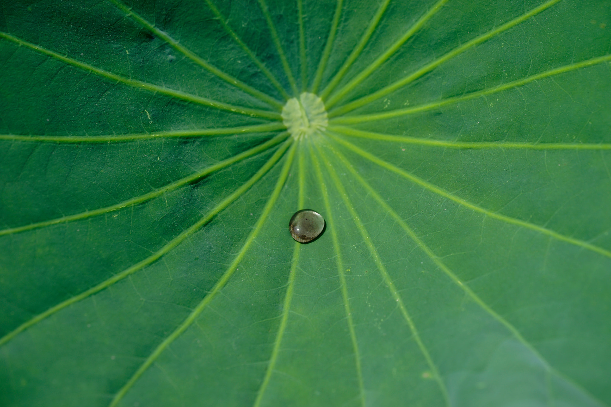 Sony a7 II + Sony FE 90mm F2.8 Macro G OSS sample photo. 水滴莲叶 photography