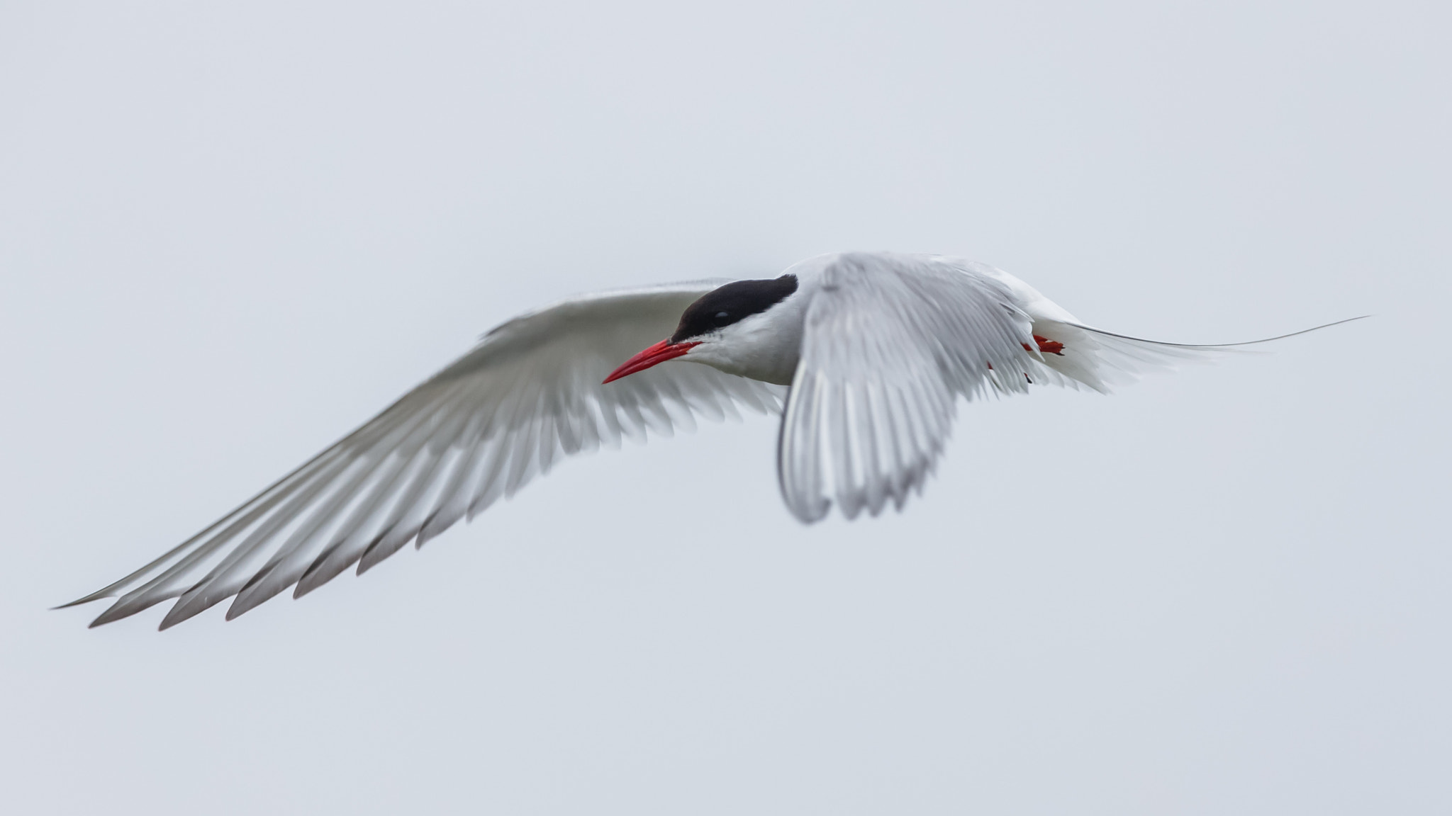 Canon EOS-1D X + Canon EF 300mm F2.8L IS USM sample photo. Arctic tern photography