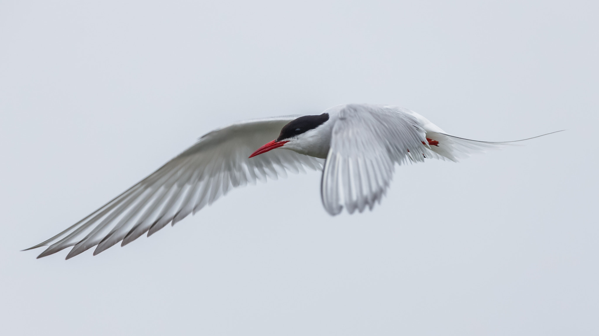 Canon EF 300mm F2.8L IS USM sample photo. Arctic tern photography
