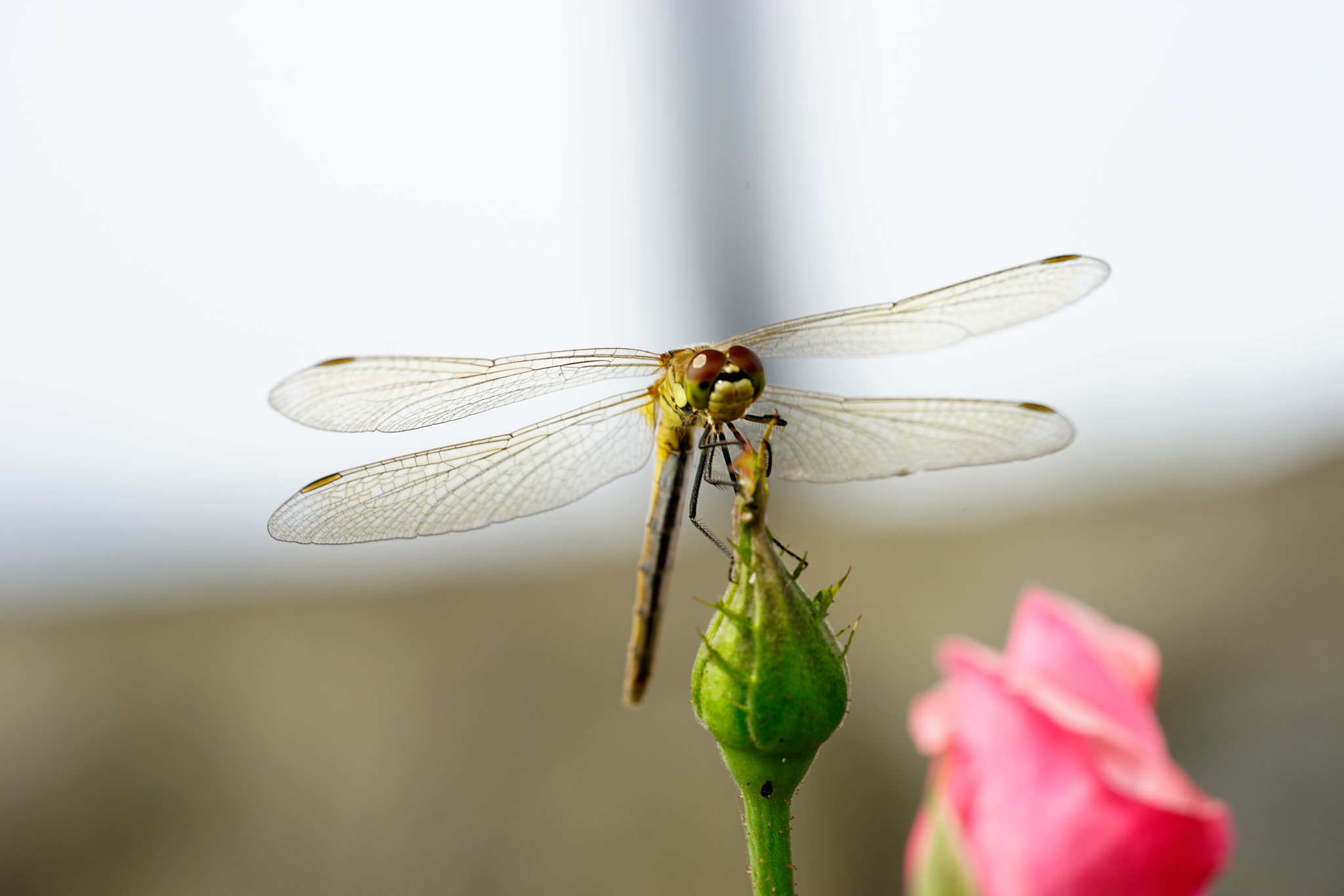 Sony a7 II + Sony FE 90mm F2.8 Macro G OSS sample photo. 蜻蜓爱蓓蕾 photography