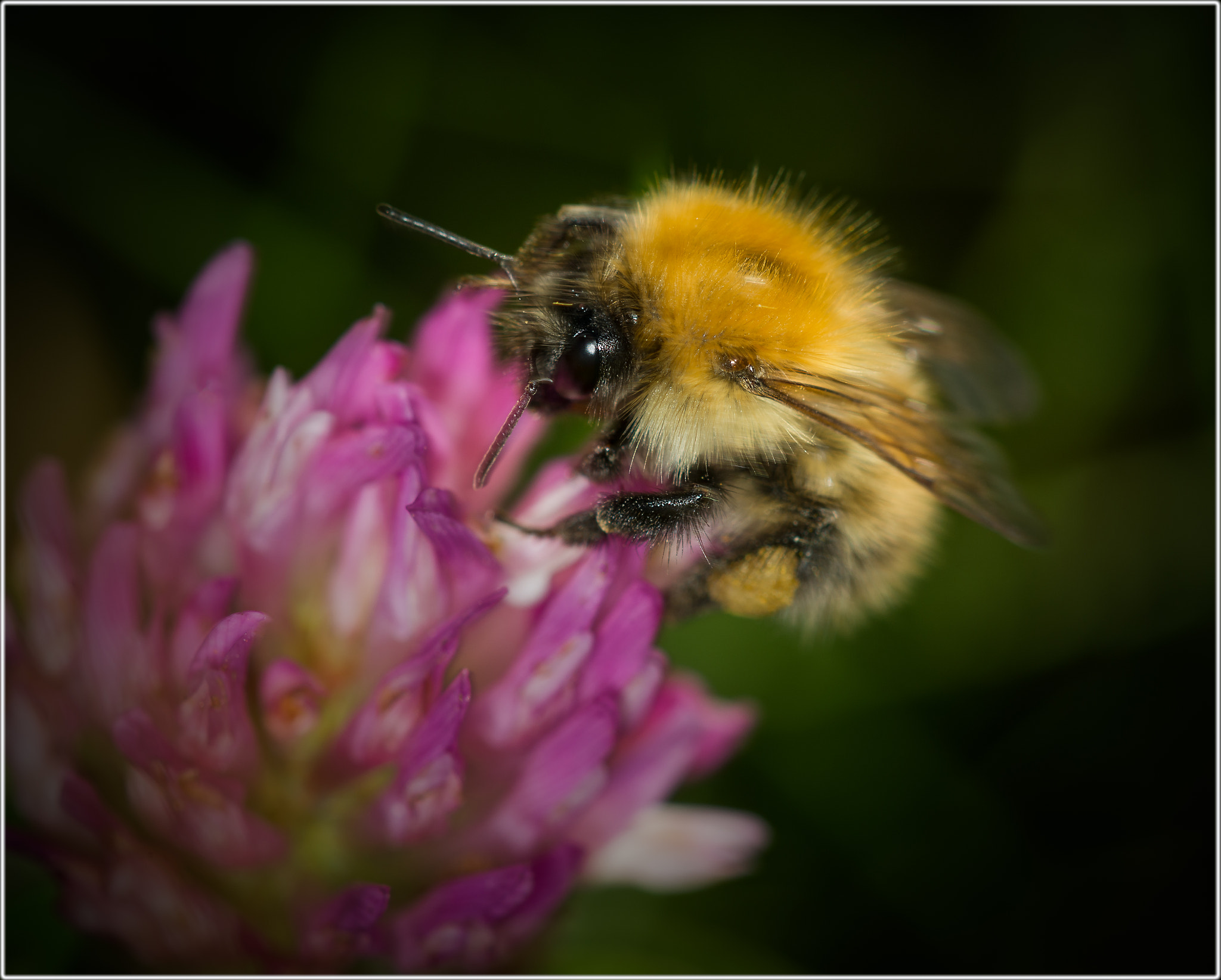 Sigma 105mm F2.8 EX DG OS HSM sample photo. Honey bee photography