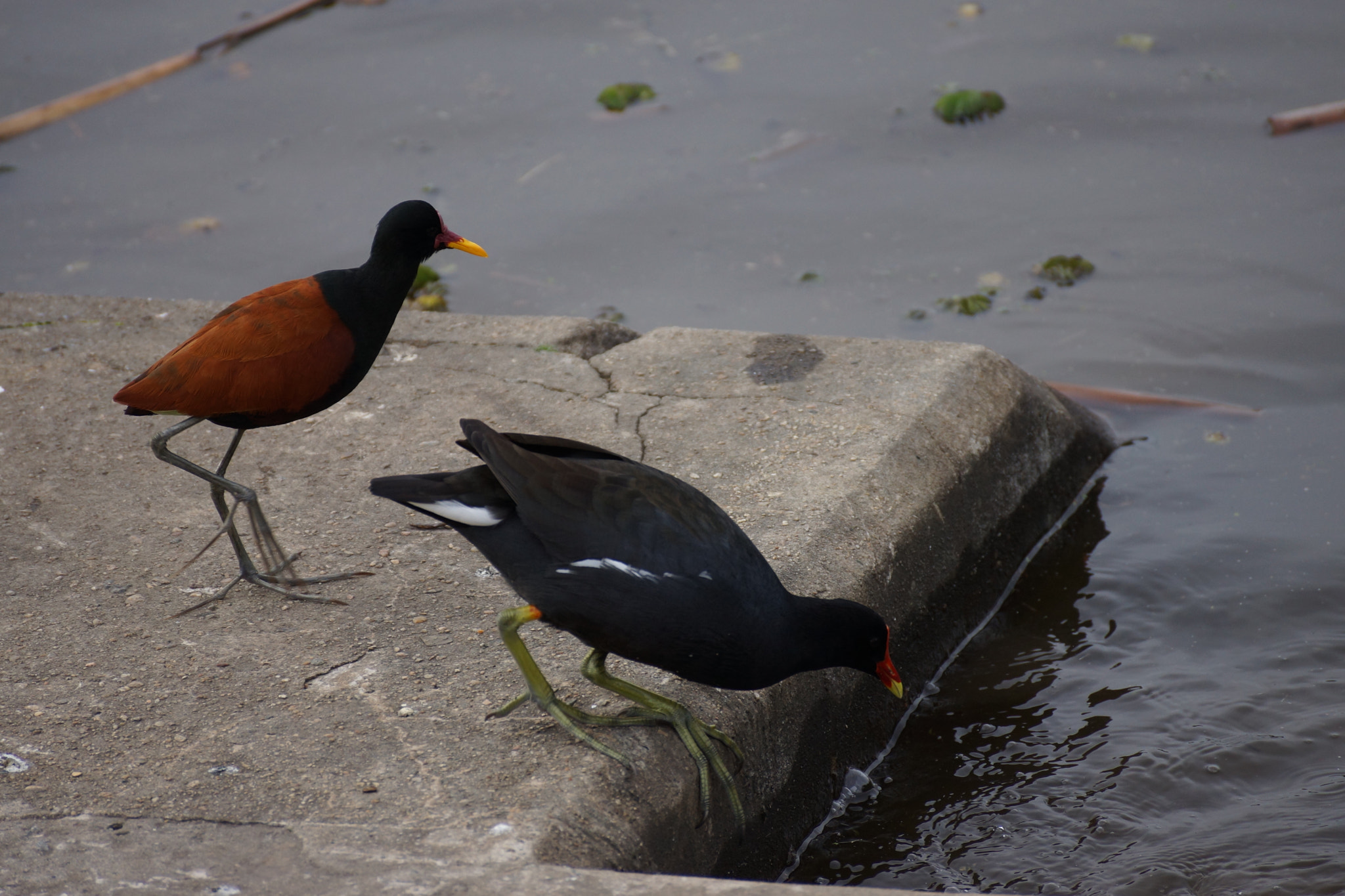 Sony DT 55-300mm F4.5-5.6 SAM sample photo. Drinking order photography