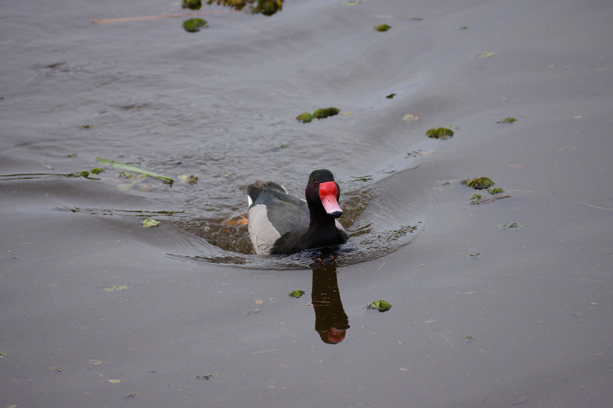 Sony DT 55-300mm F4.5-5.6 SAM sample photo. Duck photography