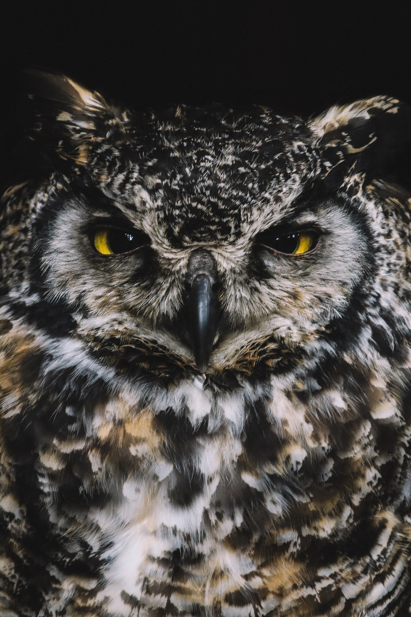 Canon EF 100-400mm F4.5-5.6L IS USM sample photo. Great horned owl photography