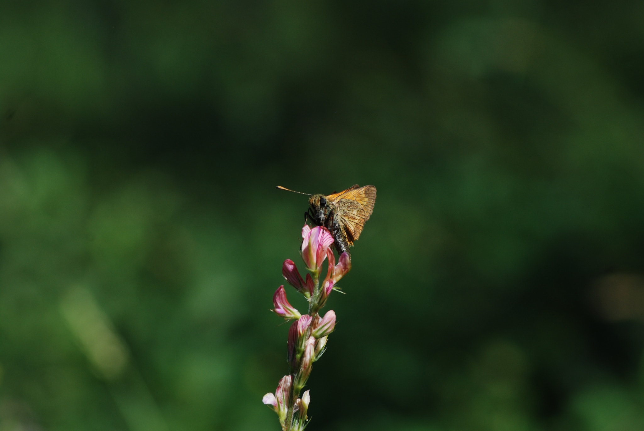 Nikon D80 sample photo. Yeşilin tonu photography
