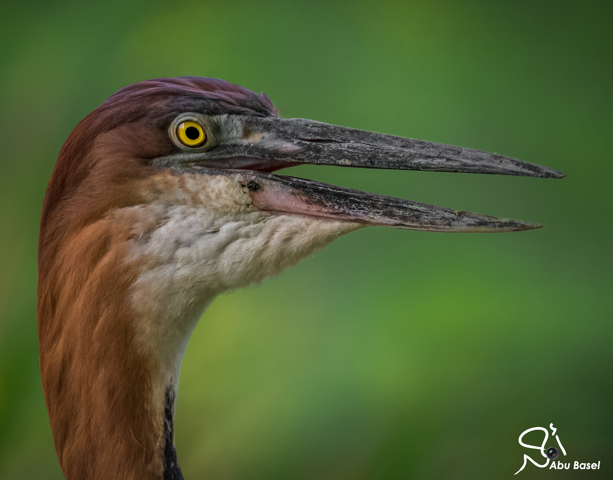Sigma 150-600mm F5-6.3 DG OS HSM | S sample photo