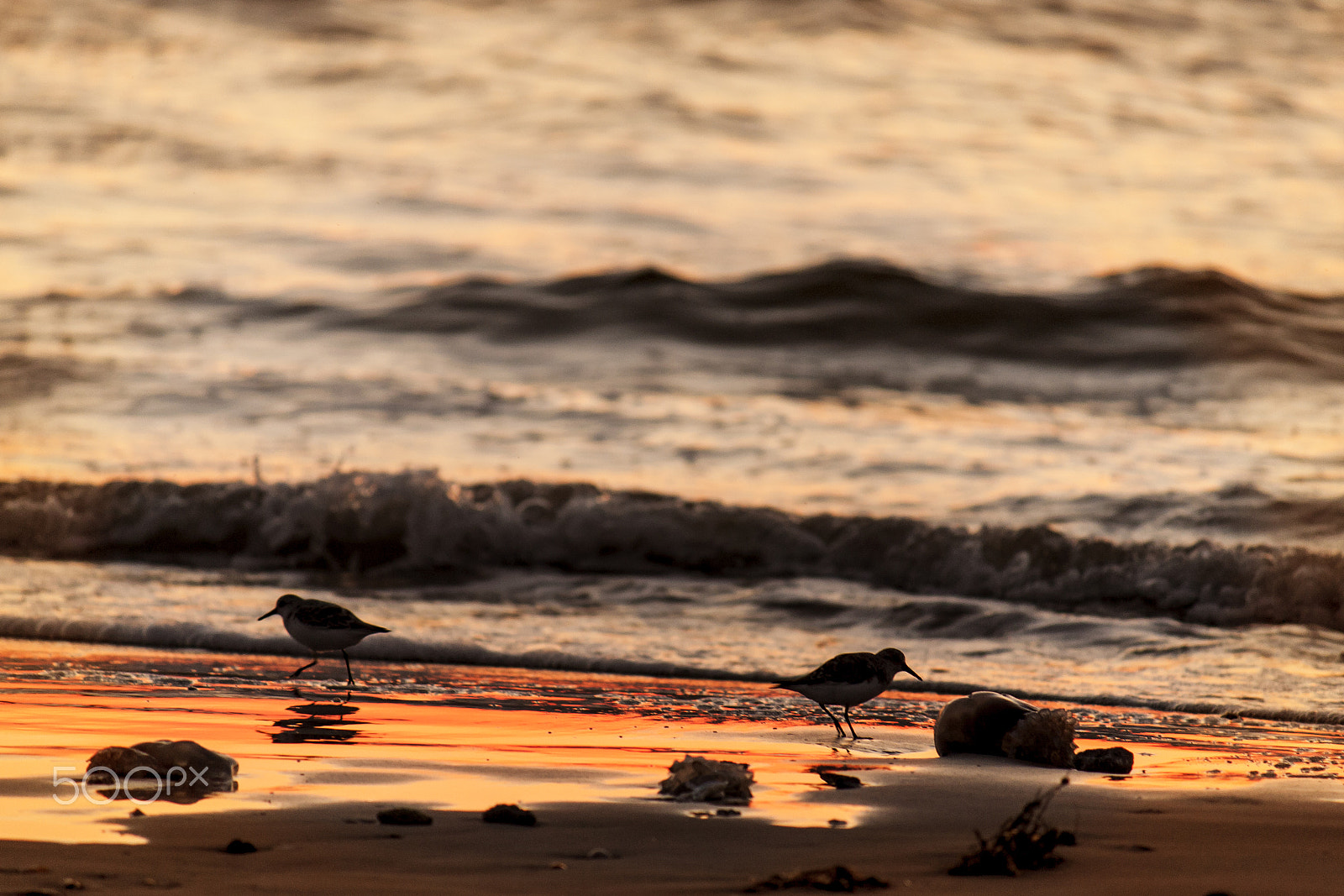Canon EOS 1000D (EOS Digital Rebel XS / EOS Kiss F) sample photo. Jelly birds photography