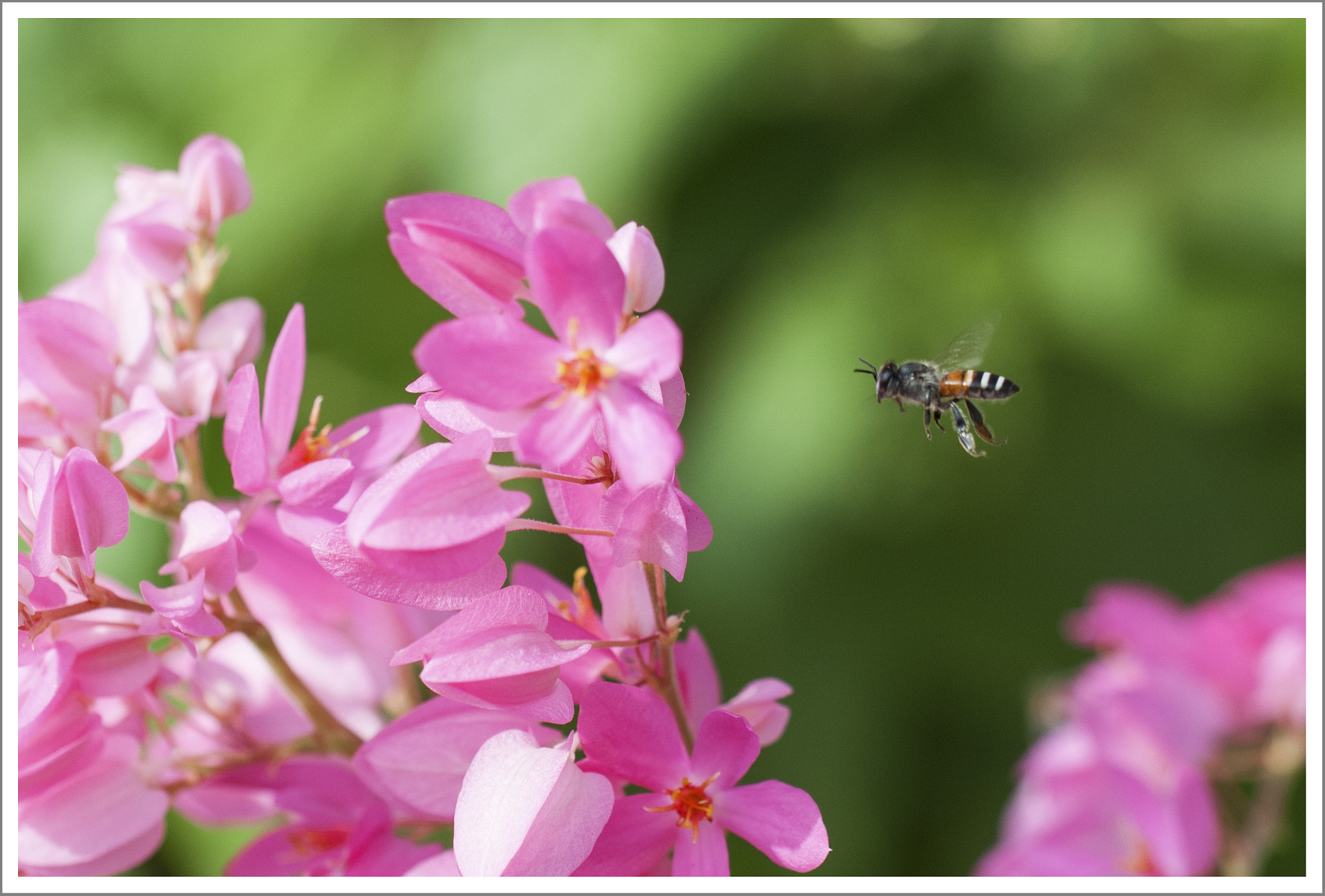 Nikon D2Xs + Tamron SP AF 60mm F2 Di II LD IF Macro sample photo. Catching in flight photography